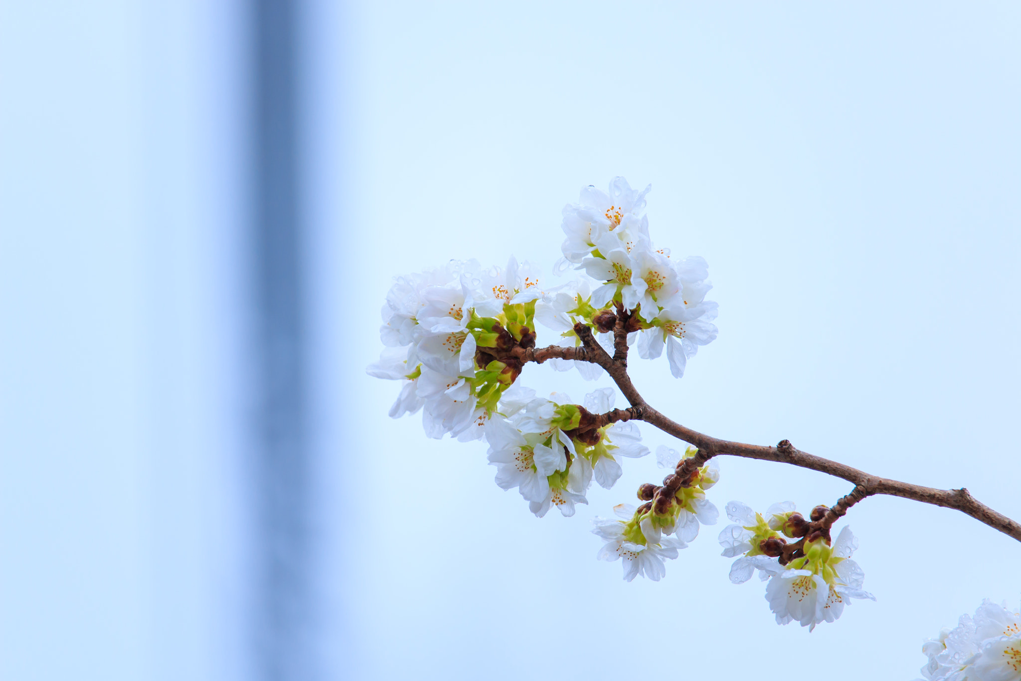 Canon EF-S 55-250mm F4-5.6 IS STM sample photo. Img photography
