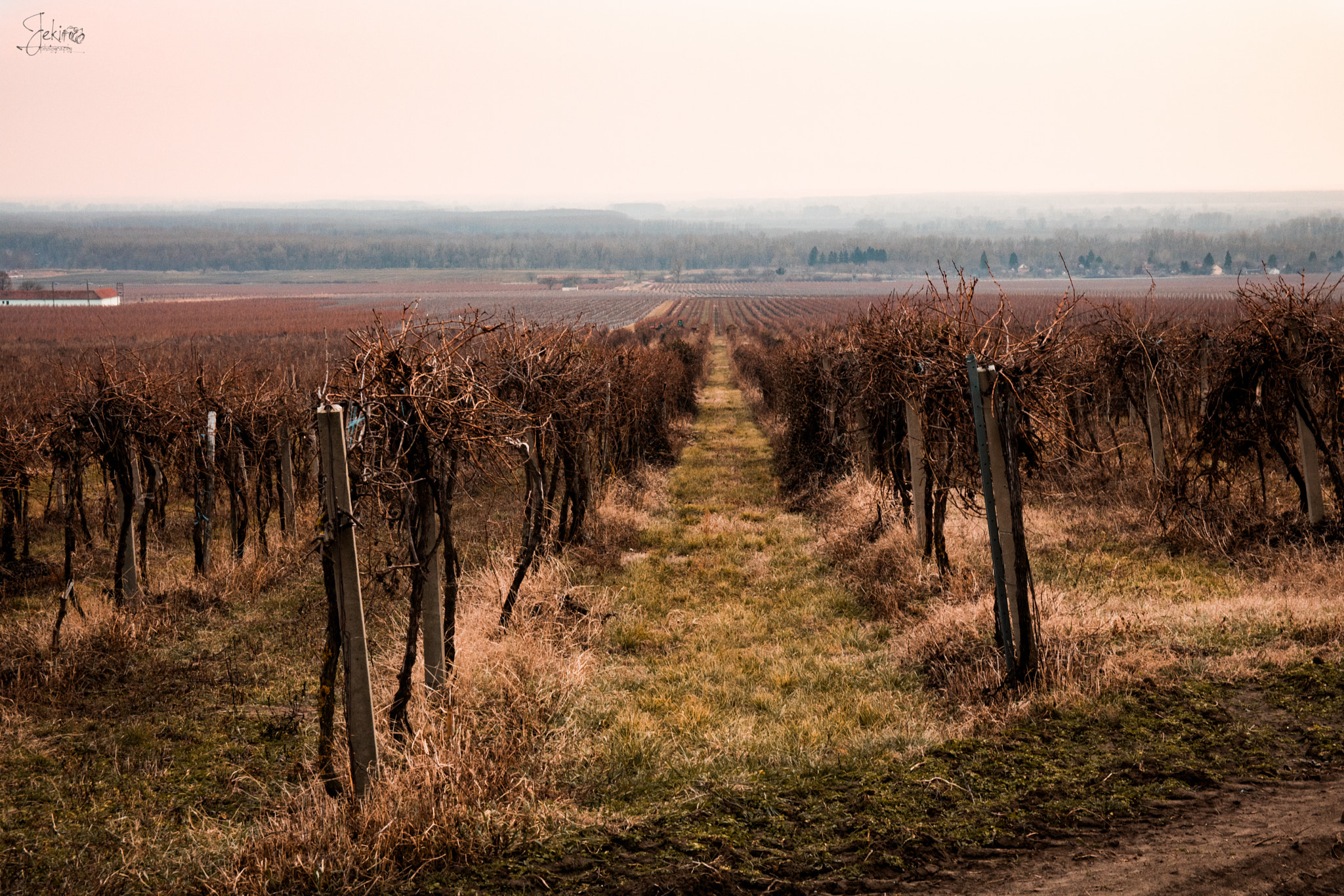 Canon EOS 750D (EOS Rebel T6i / EOS Kiss X8i) sample photo. Erdut vineyards #2 photography