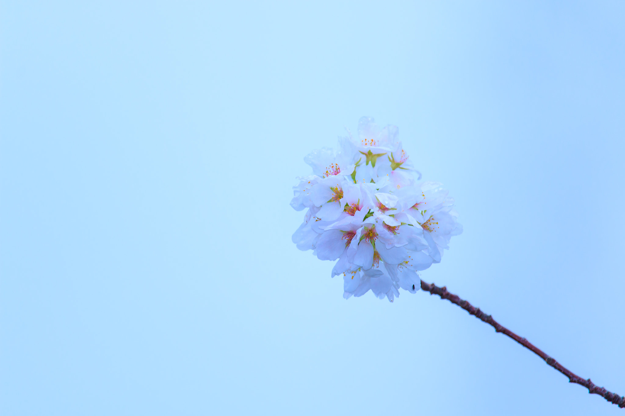 Canon EF-S 55-250mm F4-5.6 IS STM sample photo. Img photography