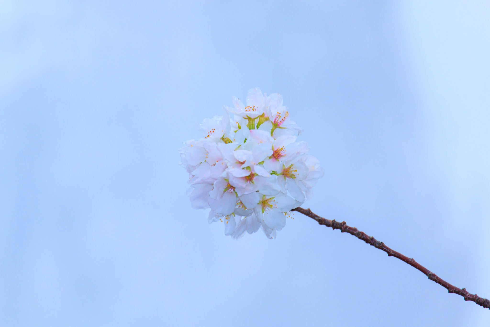 Canon EF-S 55-250mm F4-5.6 IS STM sample photo. Img photography