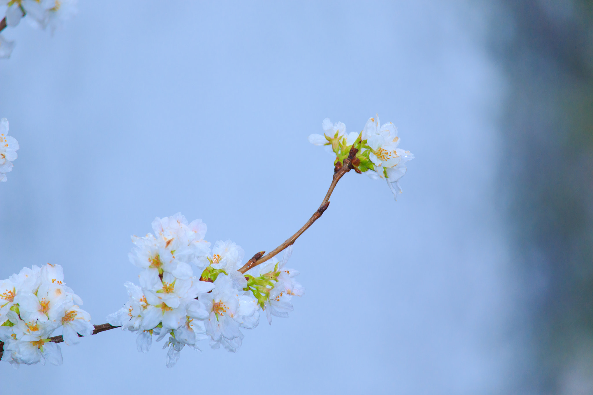 Canon EF-S 55-250mm F4-5.6 IS STM sample photo. Img photography