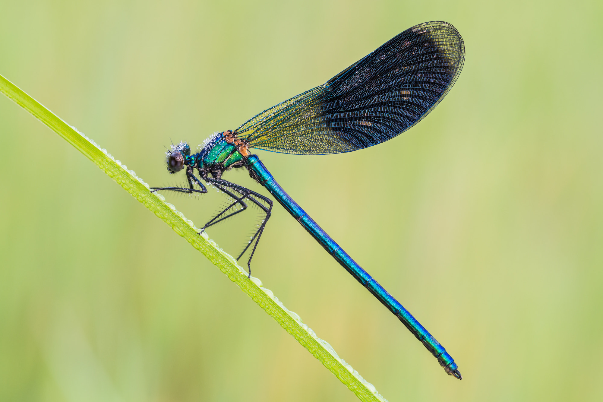 Sigma 105mm F2.8 EX DG OS HSM sample photo. Calopteryx splendens photography