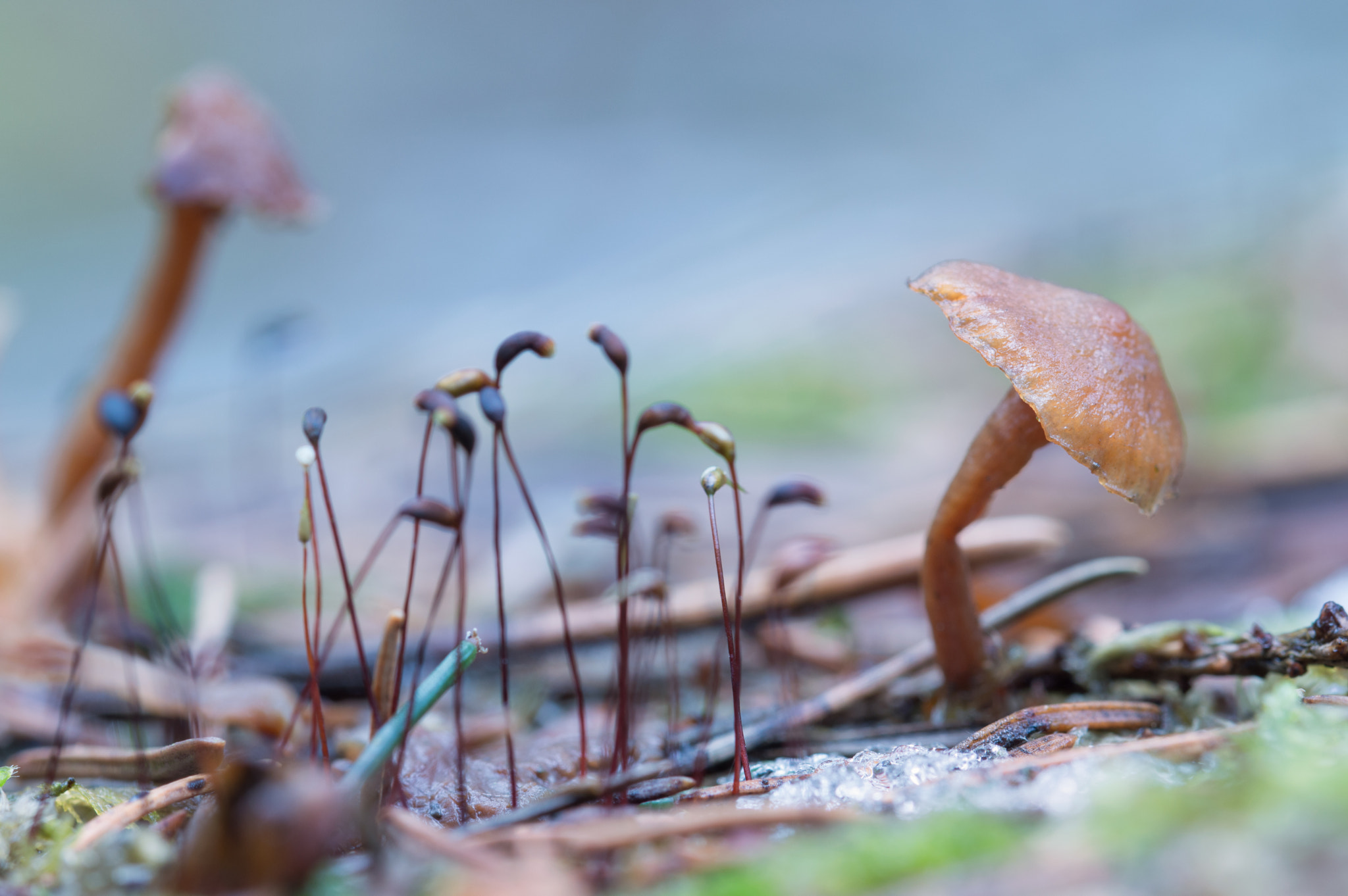 Sigma 105mm F2.8 EX DG OS HSM sample photo. No country for old mushrooms ii photography