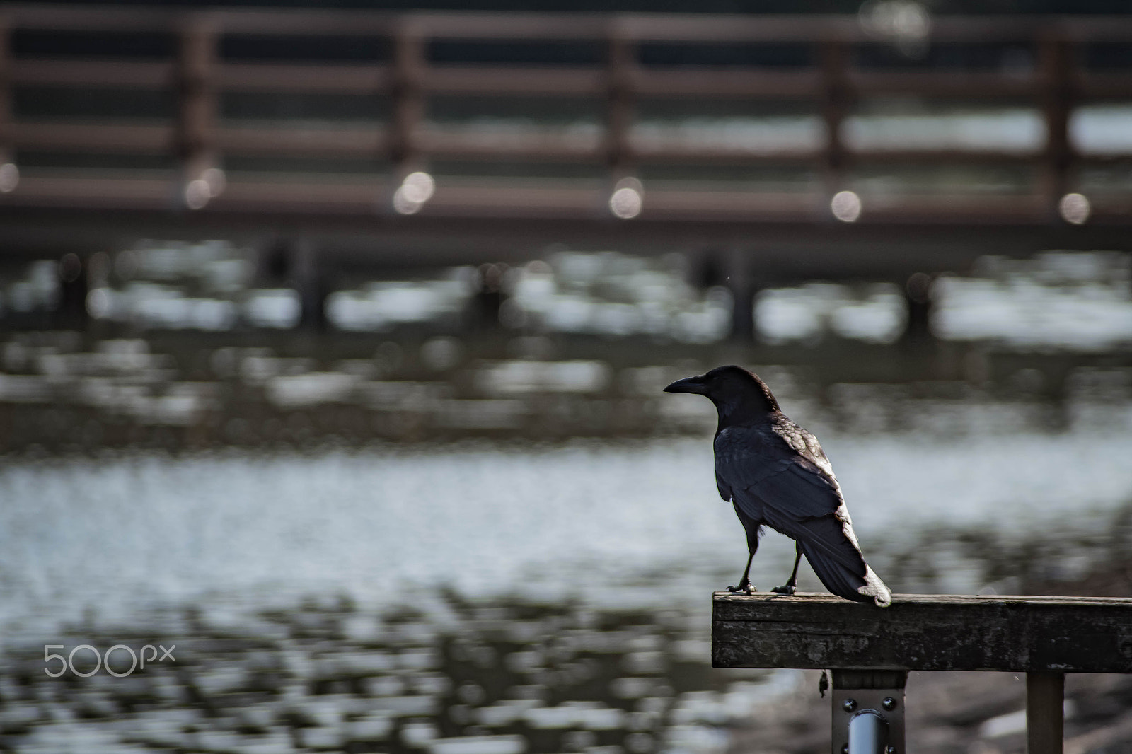 Pentax K-S2 + Sigma sample photo. Crow photography