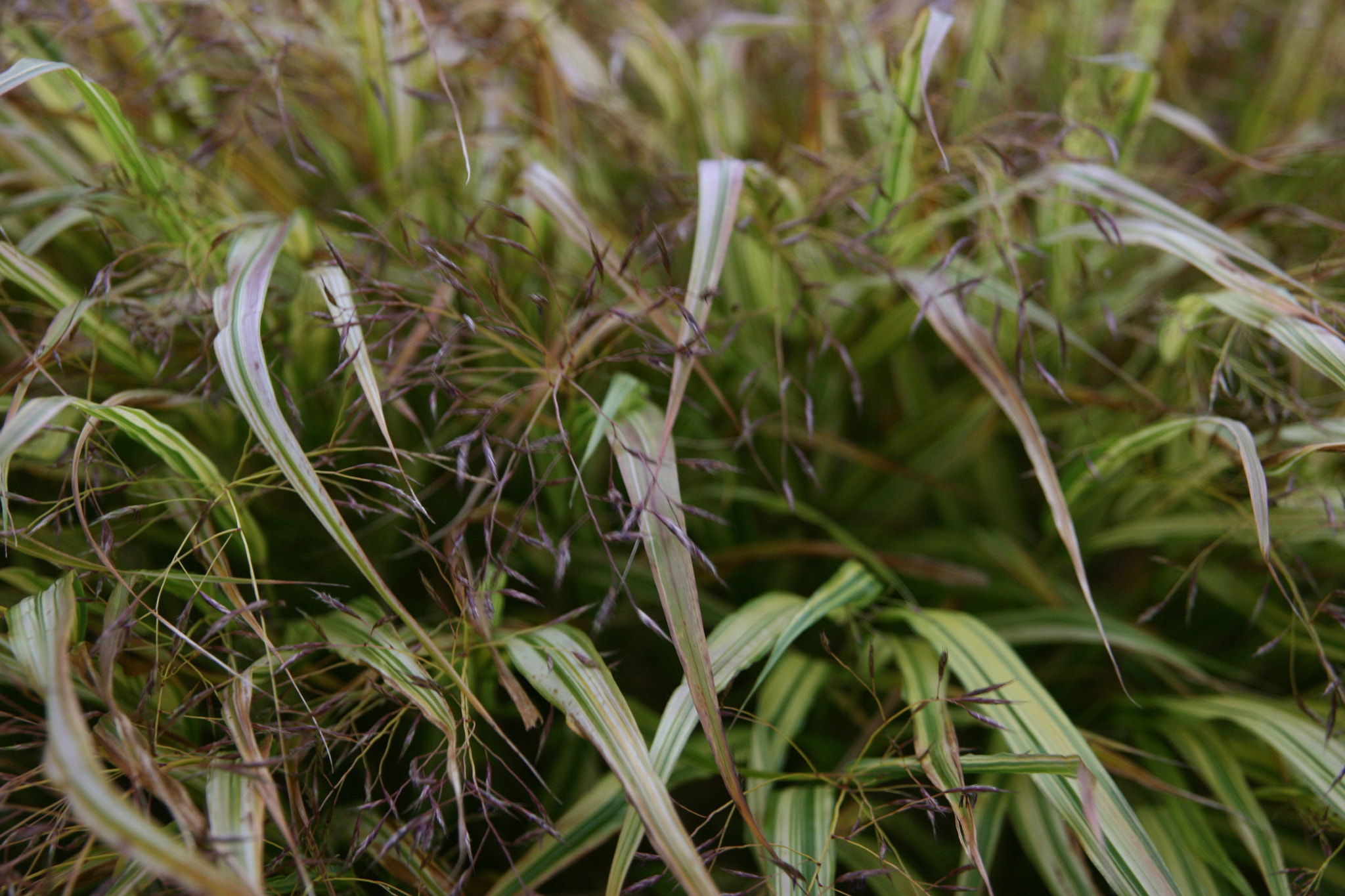 Sigma 18-200mm f/3.5-6.3 DC OS sample photo. Seagrass photography