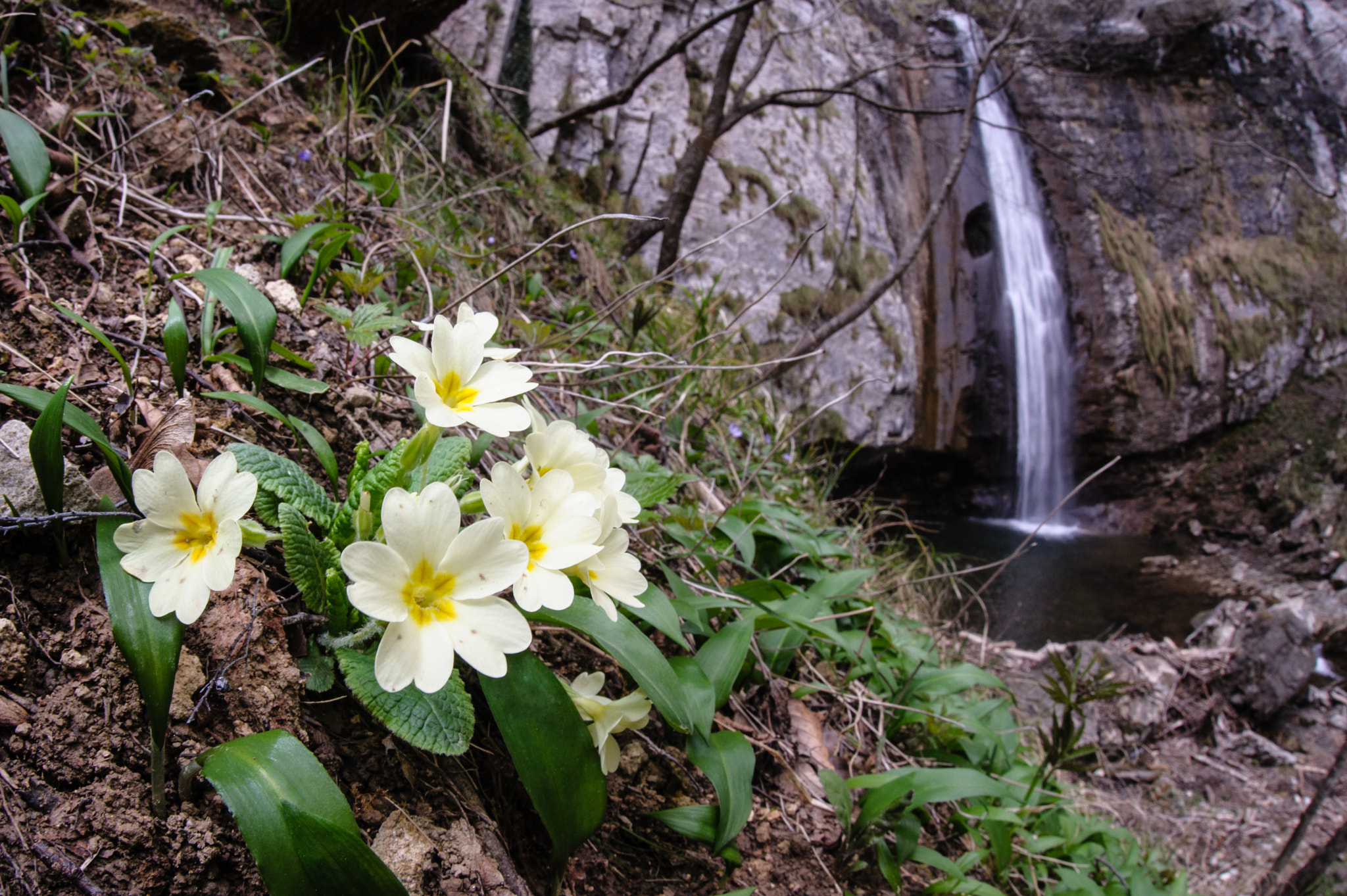 Nikon D700 + Sigma 15mm F2.8 EX DG Diagonal Fisheye sample photo. Primrose bloom and ferraia waterfall photography
