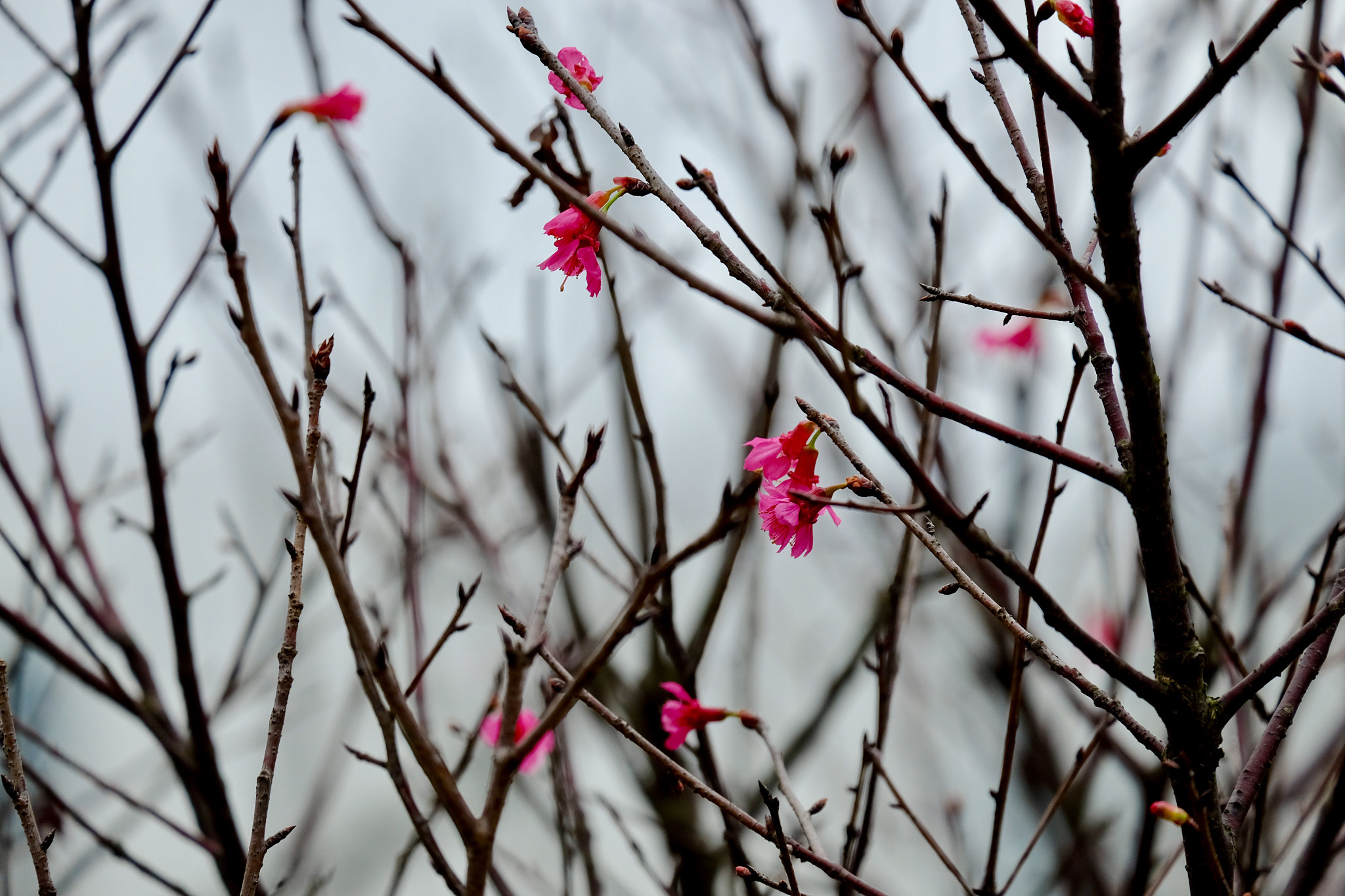 Fujifilm X-T1 + Fujifilm XC 50-230mm F4.5-6.7 OIS II sample photo