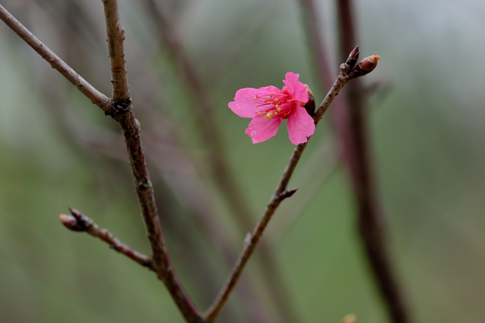 Fujifilm X-T1 + Fujifilm XC 50-230mm F4.5-6.7 OIS II sample photo