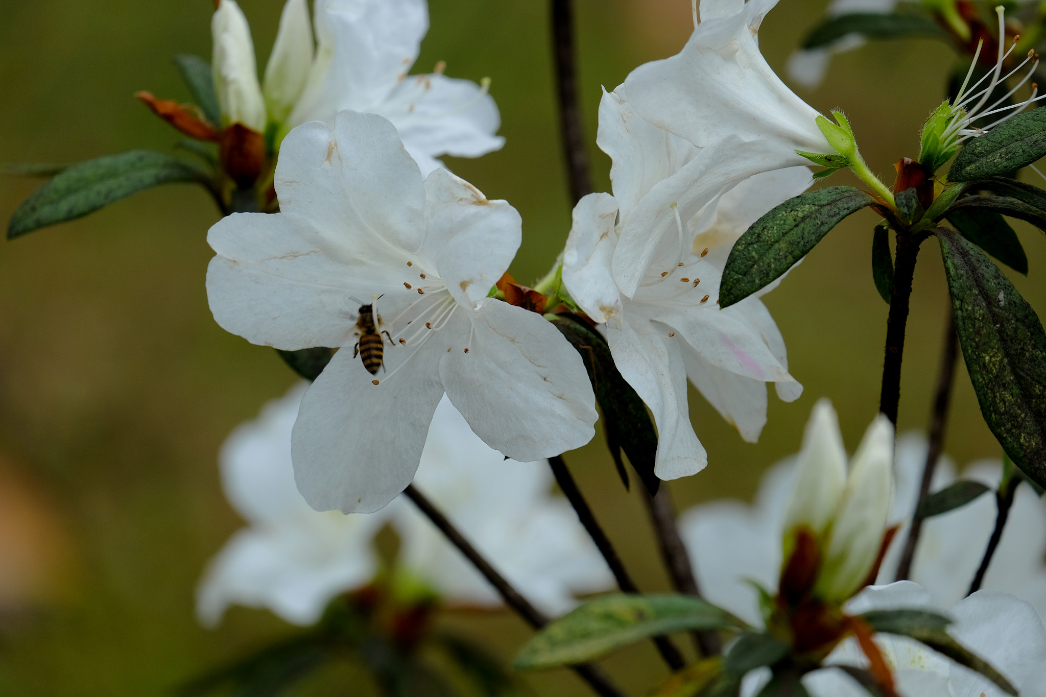 Fujifilm X-T1 + Fujifilm XC 50-230mm F4.5-6.7 OIS II sample photo