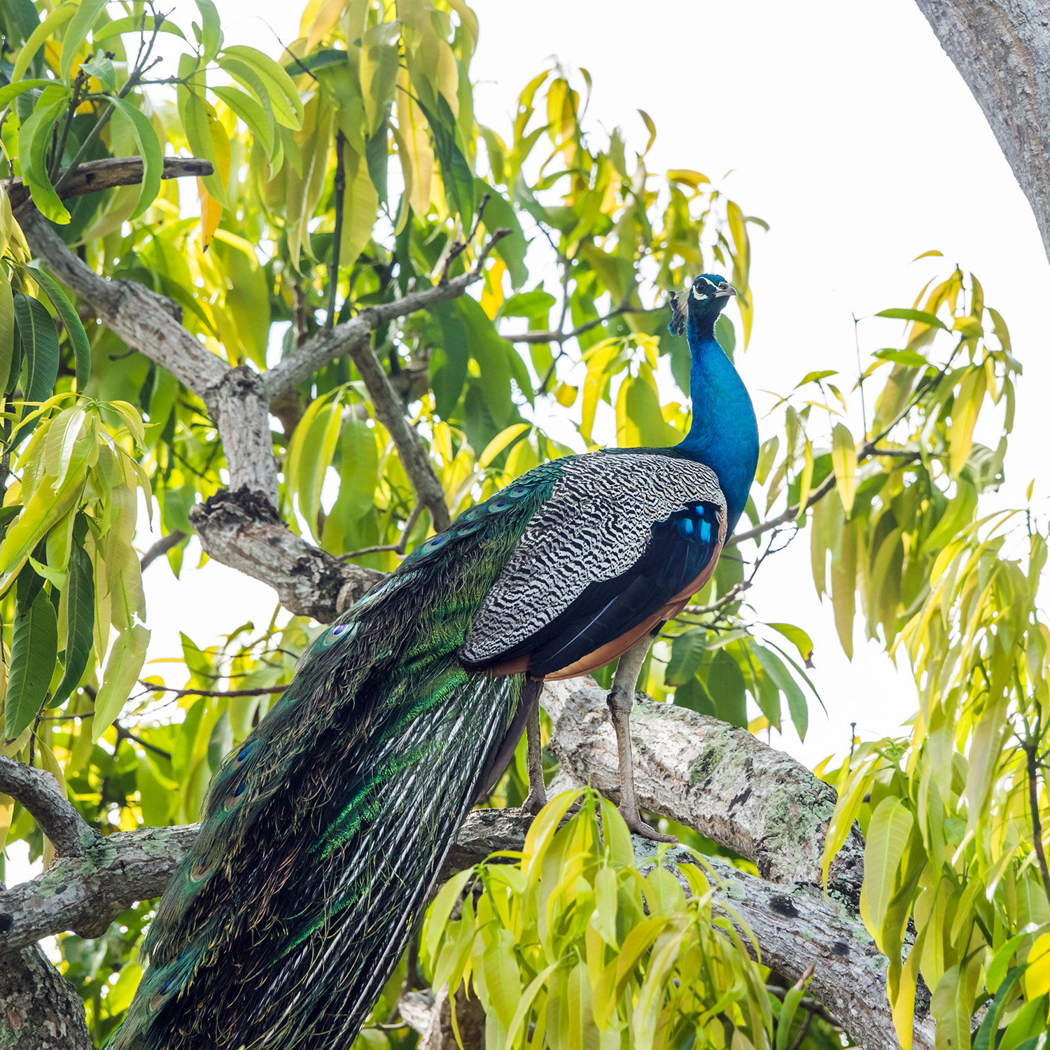 Sony a99 II sample photo. Indian peafowl photography