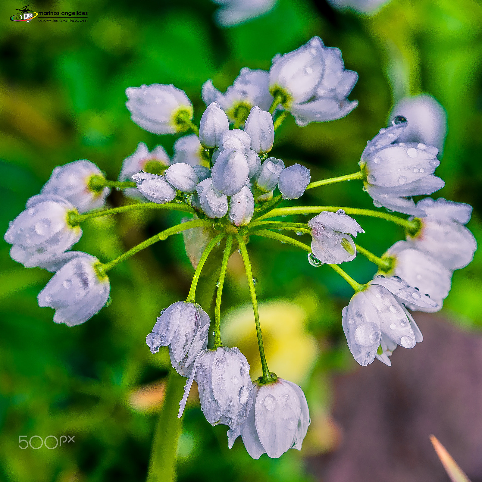 Sigma 105mm F2.8 EX DG OS HSM sample photo. Ramsons photography