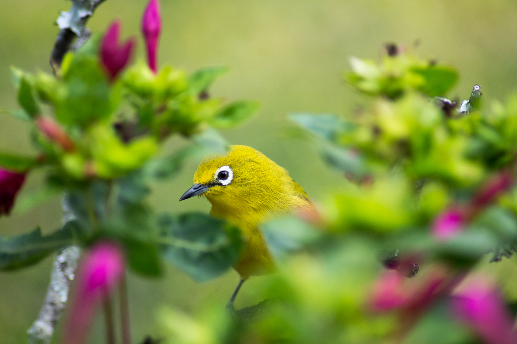 Nikon D7200 sample photo. African yellow white-eye photography