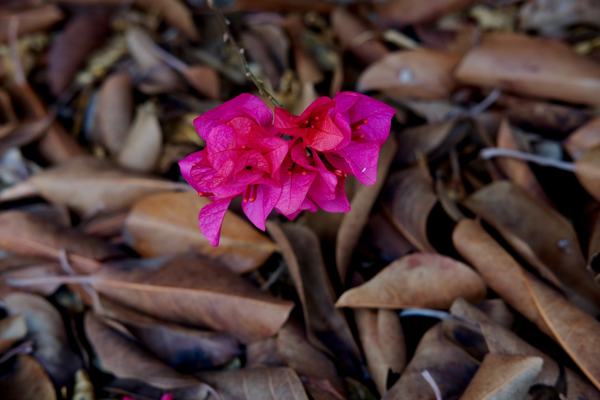 Fujifilm X-T1 + Fujifilm XF 35mm F2 R WR sample photo
