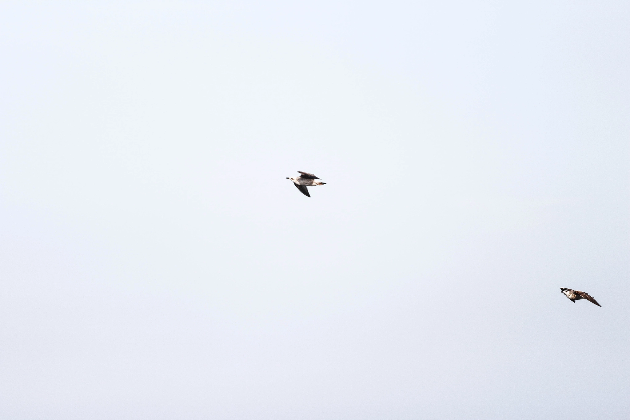 Canon EOS 700D (EOS Rebel T5i / EOS Kiss X7i) + Canon EF 70-200mm F4L USM sample photo. Peace photography