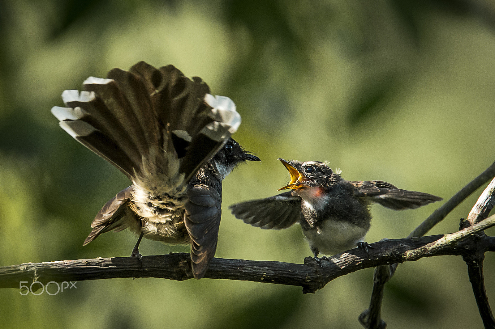 Nikon D4 sample photo. Asking for foods photography