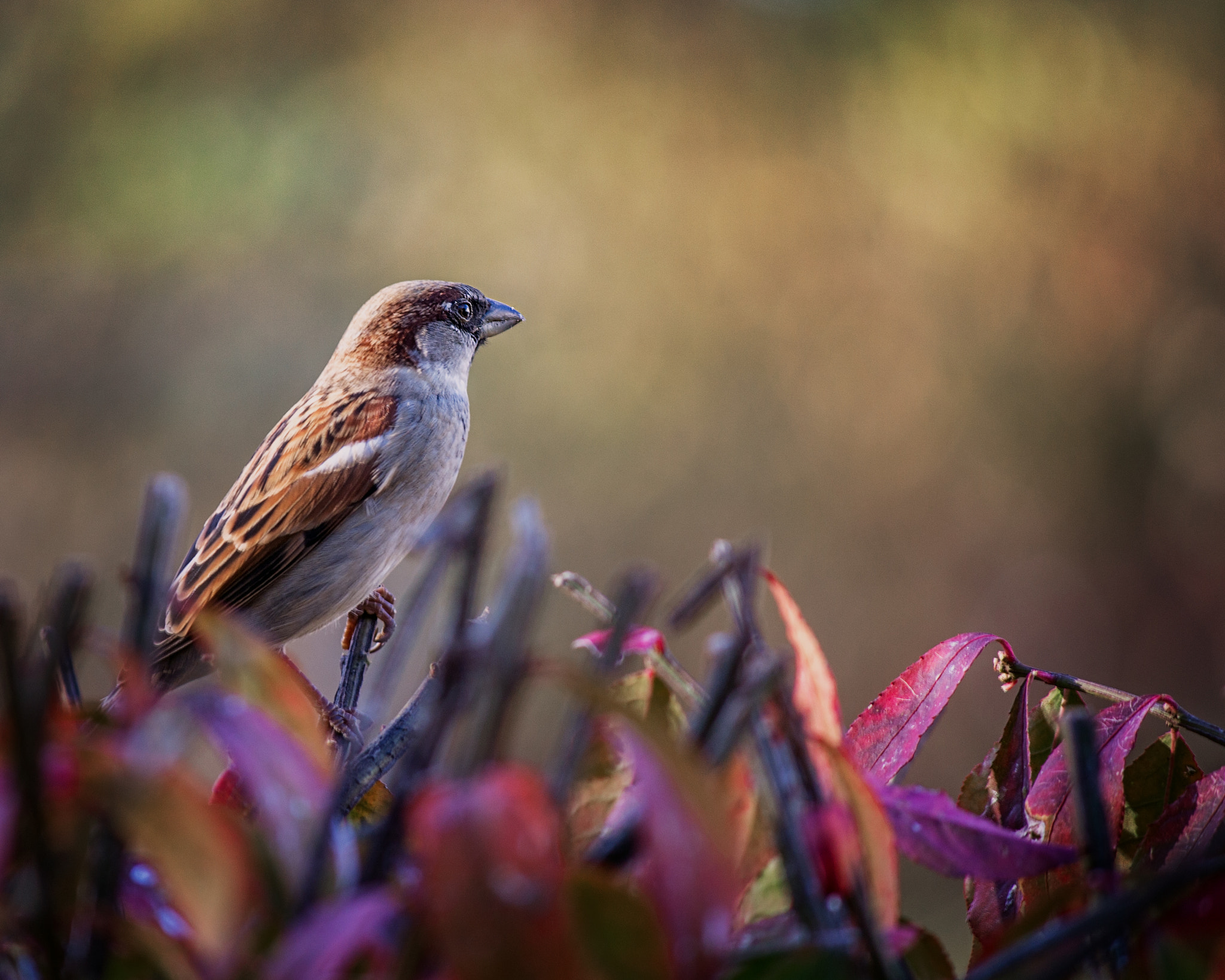 Canon EF-S 55-250mm F4-5.6 IS sample photo. Fall in the mid-west photography