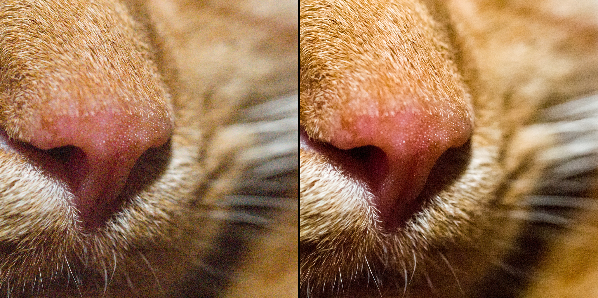Olympus E-1 sample photo. Nose-noise photography