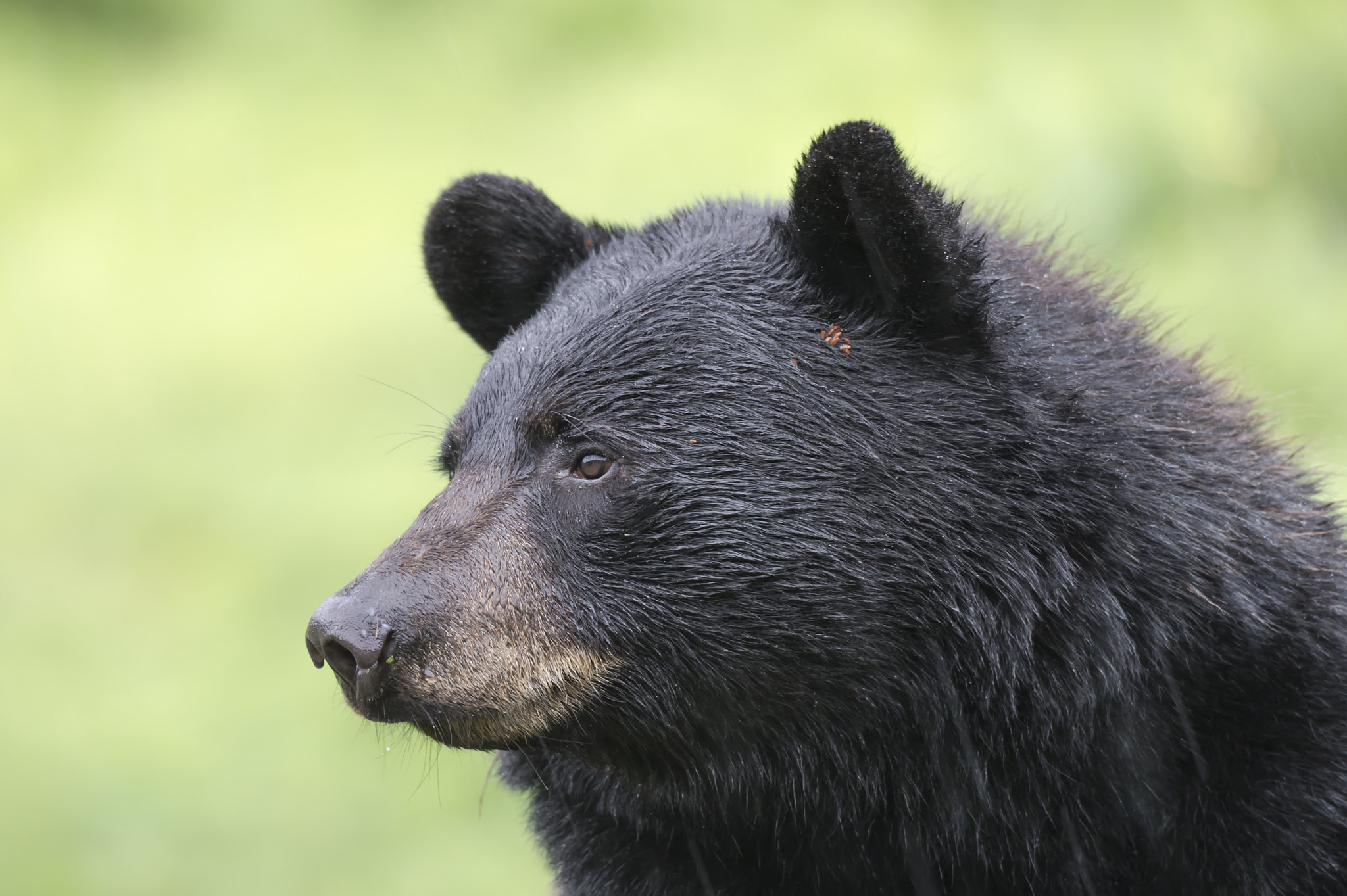 Nikon D4 sample photo. A bear profile... photography