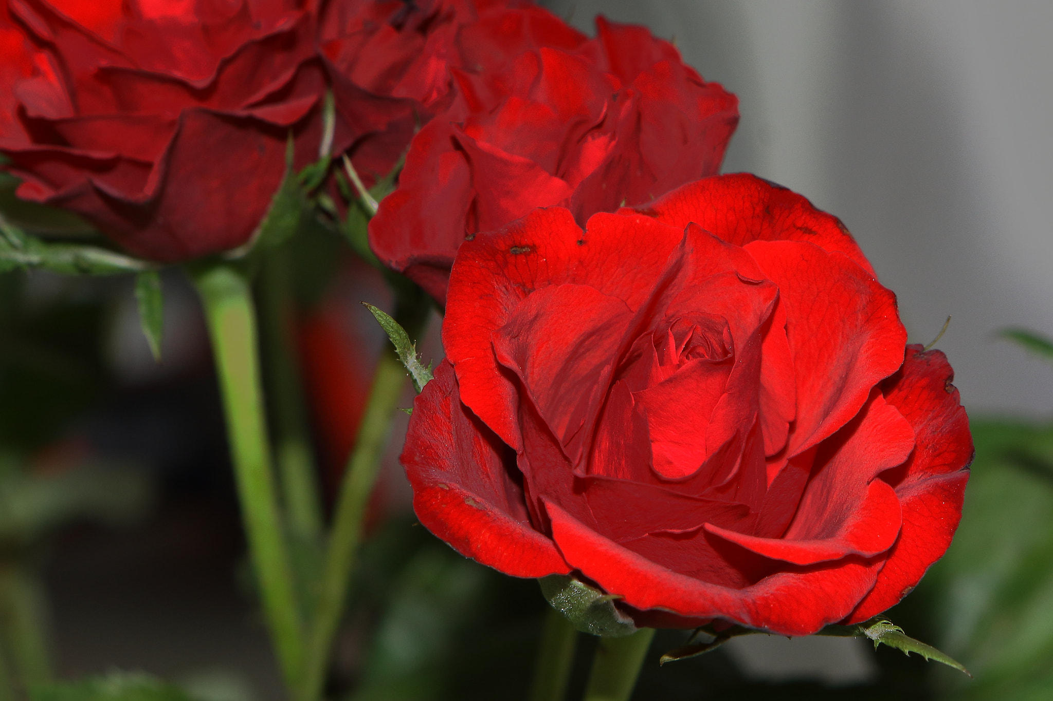 Canon EF 24-70mm F2.8L USM sample photo. Rote rosen photography