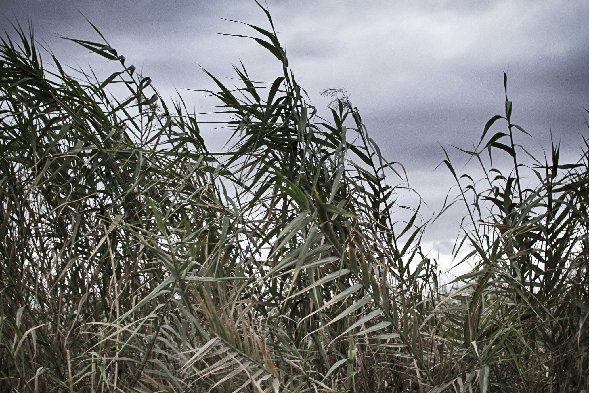 Canon EOS 7D sample photo. Viento photography