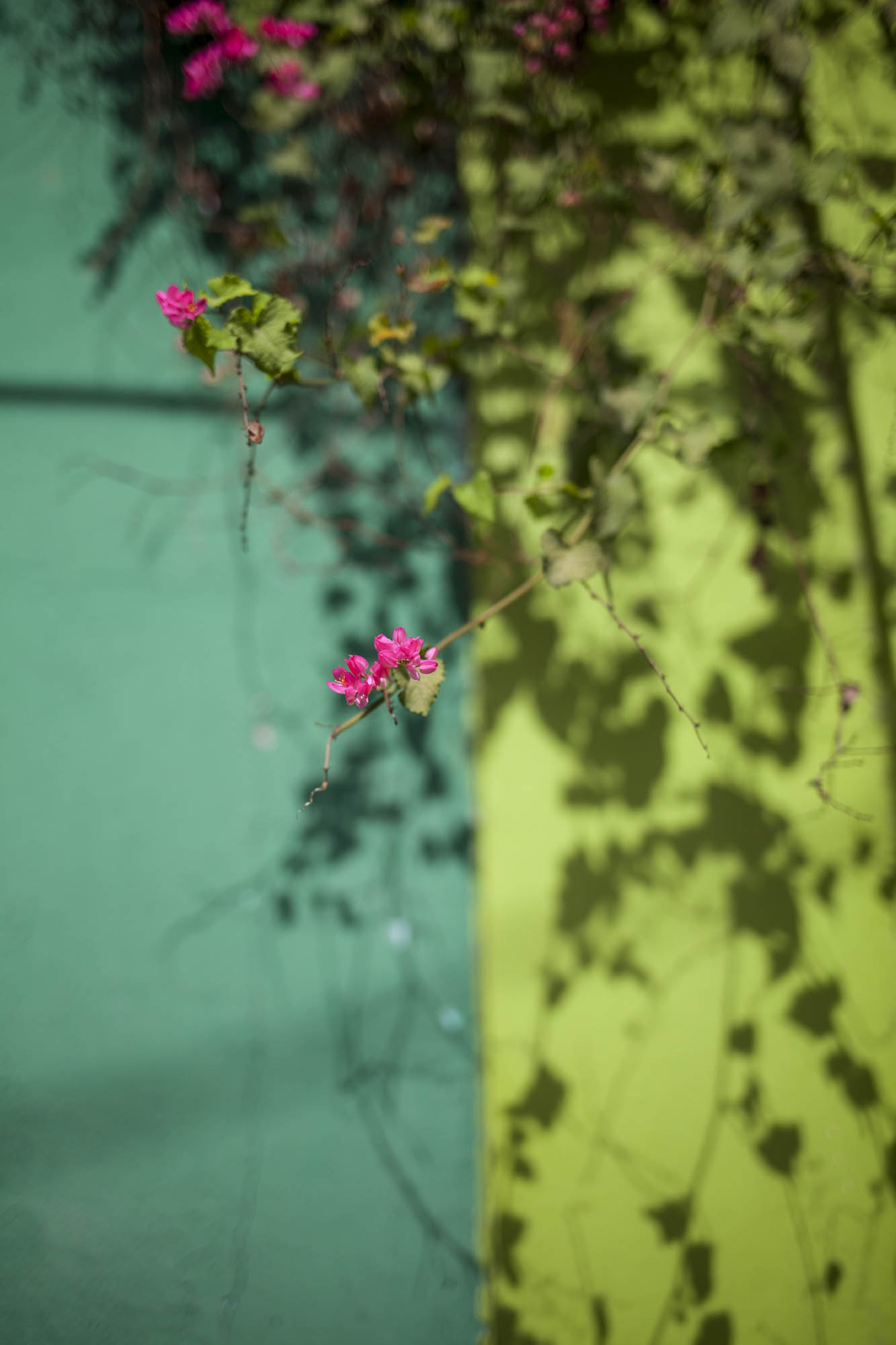 Canon EF 35mm F2 IS USM sample photo. Oaxaca photography