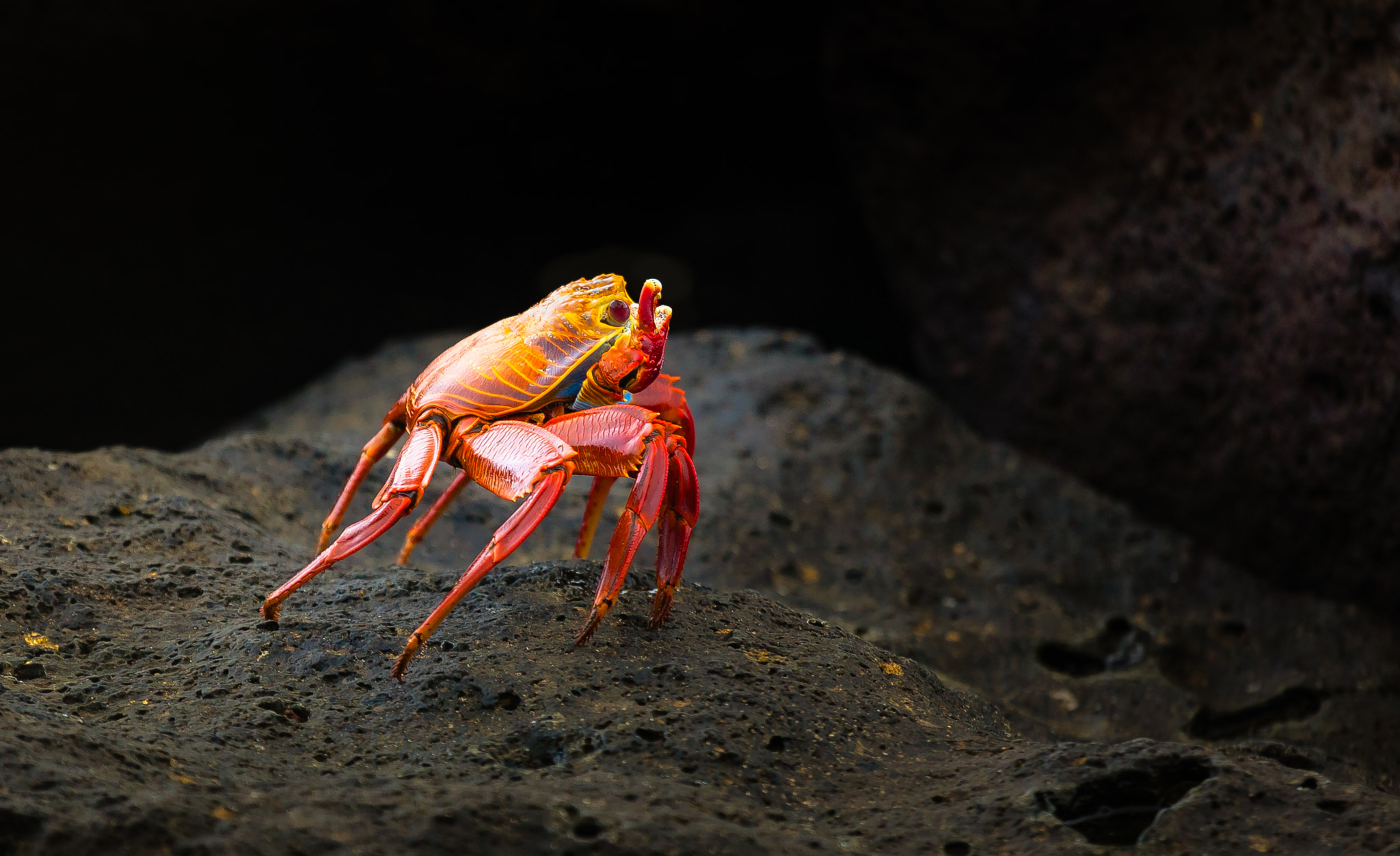 Canon EF 100-400mm F4.5-5.6L IS USM sample photo. Warrior crab photography