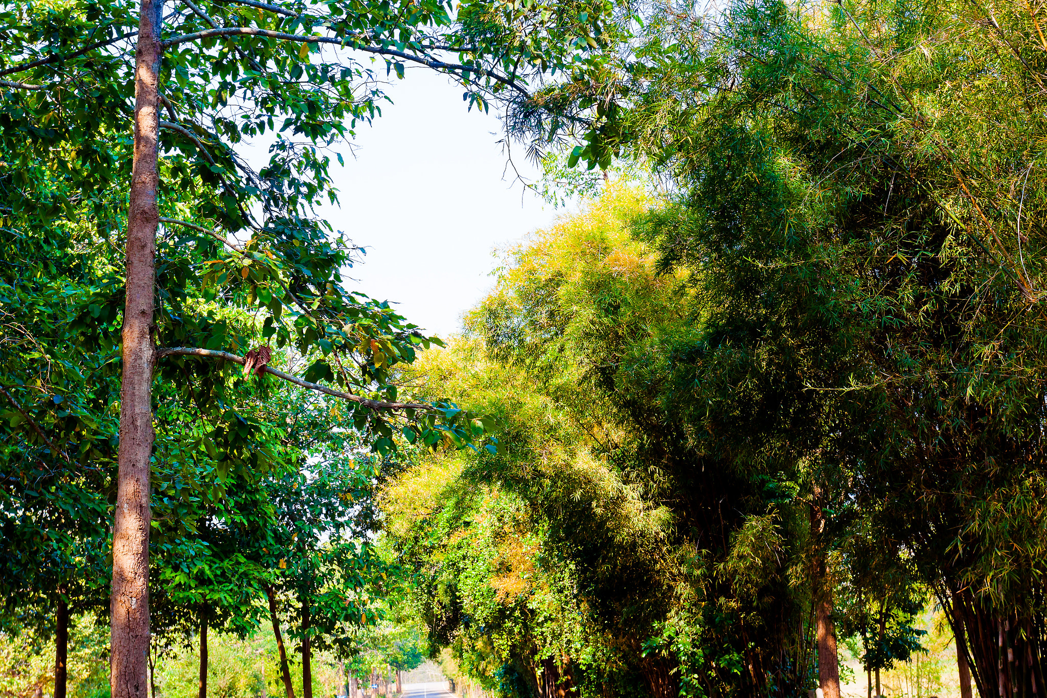 Canon EOS 50D + Canon EF 17-40mm F4L USM sample photo. Natural tree in forest garden park photography