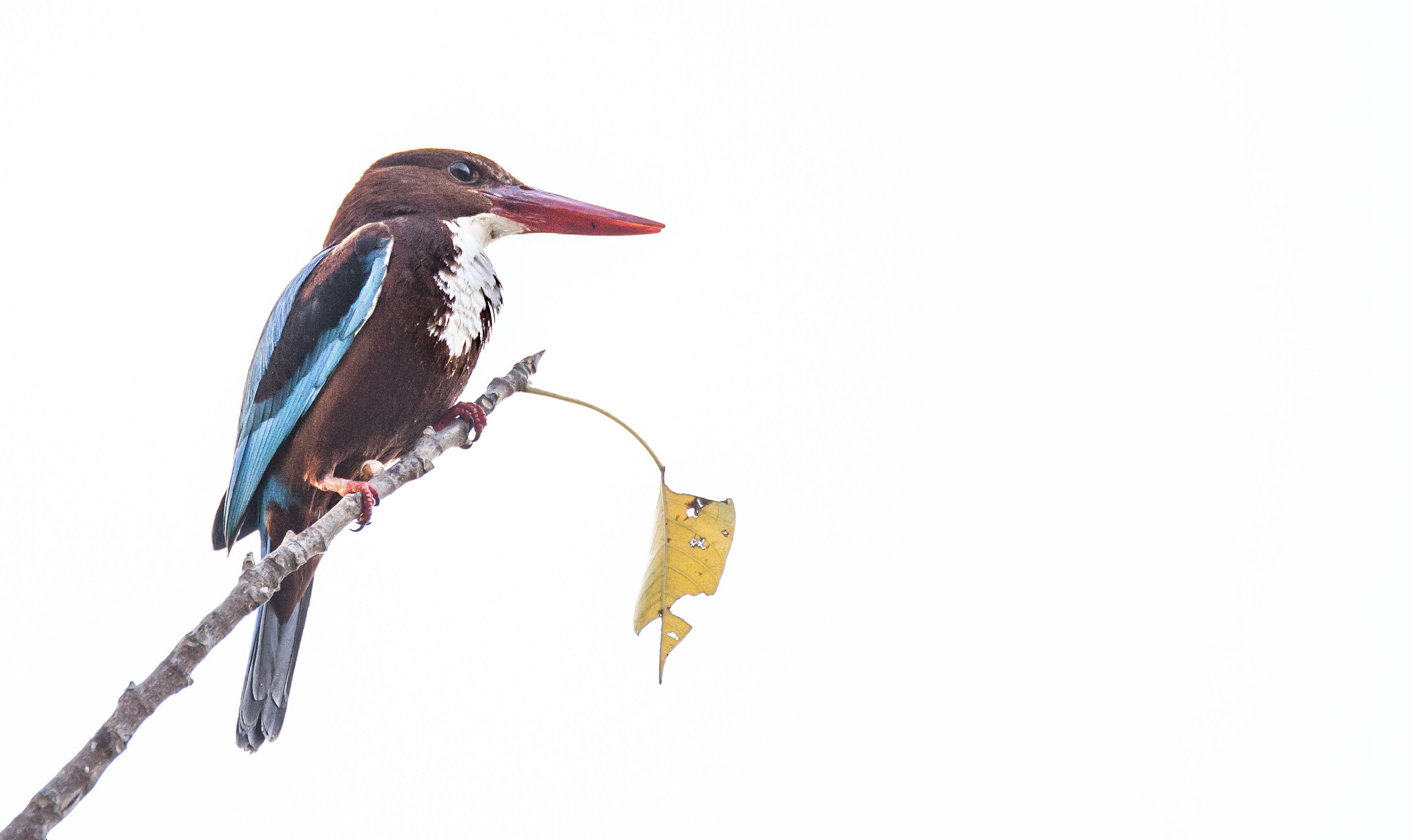 Tamron SP 150-600mm F5-6.3 Di VC USD sample photo. Kingfisher! photography