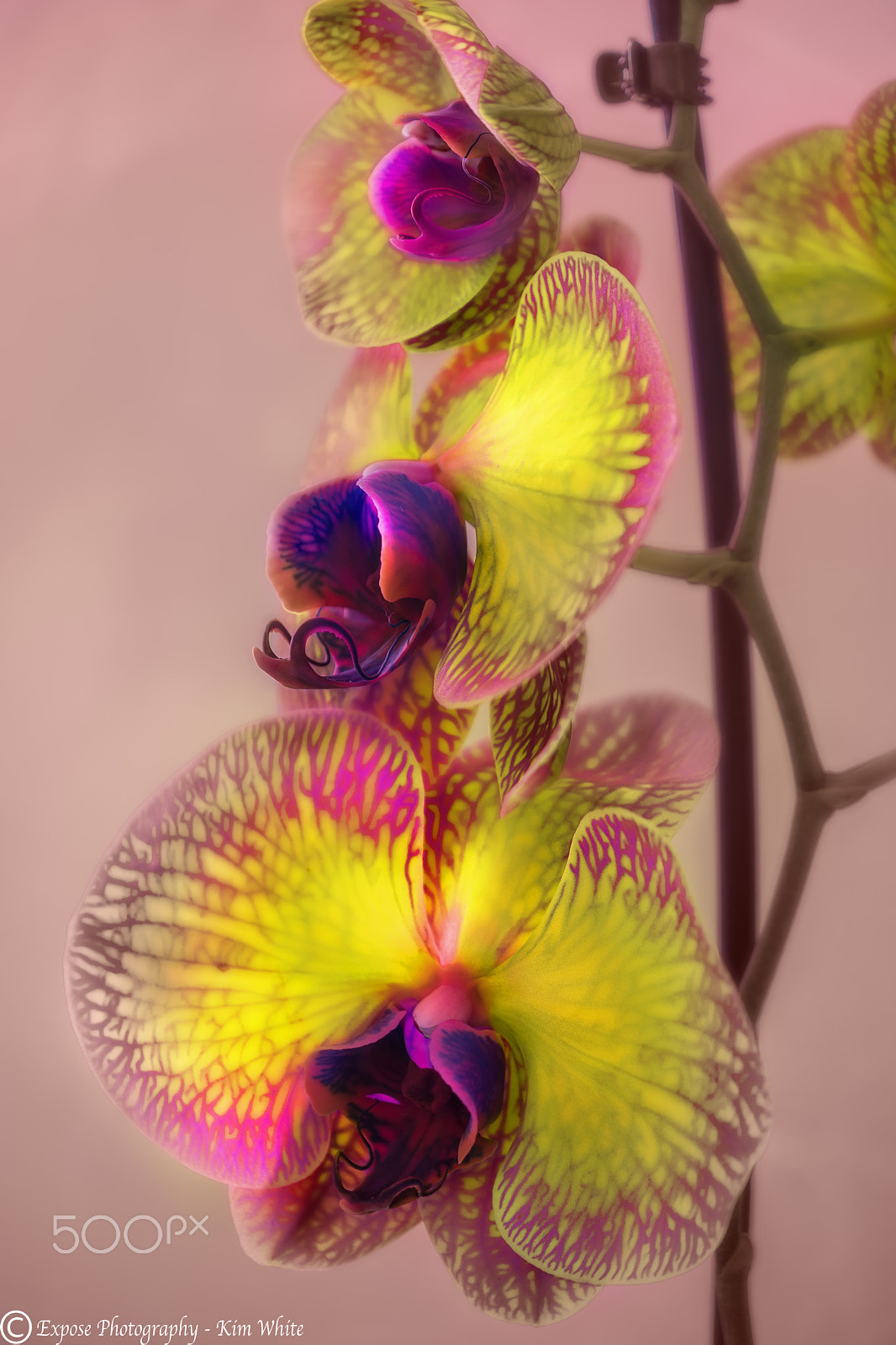 Nikon AF-S DX Micro Nikkor 40mm F2.8 sample photo. Orchid trio photography