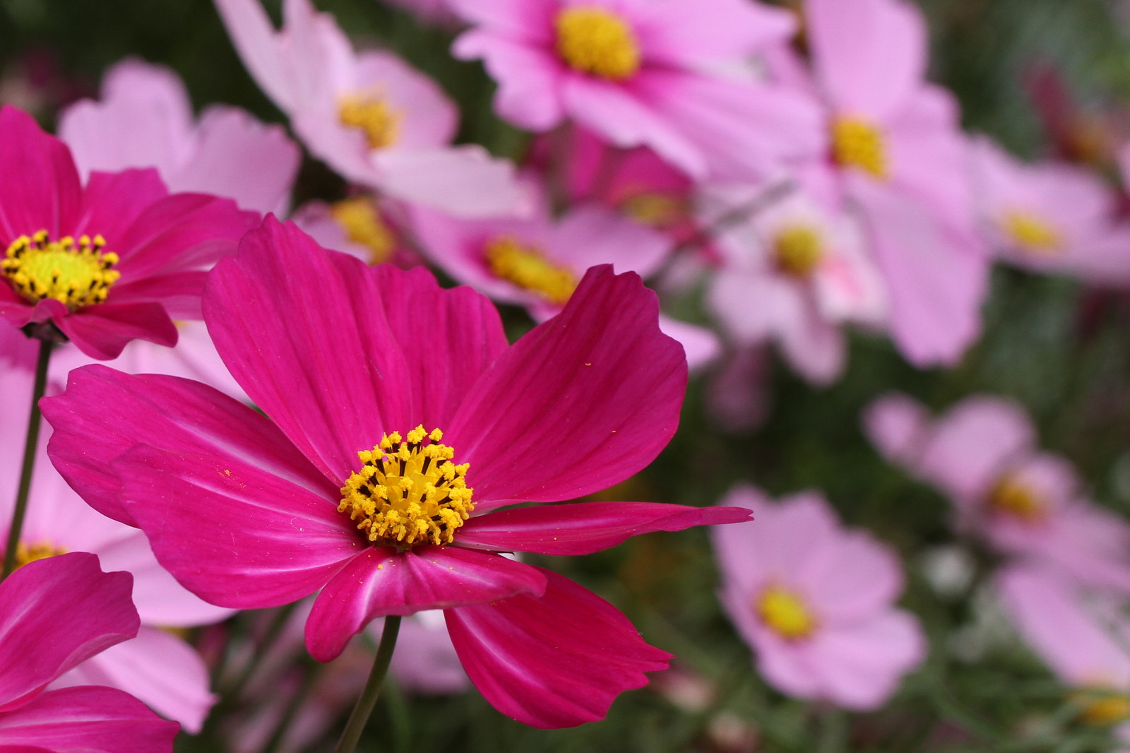 Canon EOS 7D + Tamron SP AF 60mm F2 Di II LD IF Macro sample photo. Bellis perennis in springtime photography