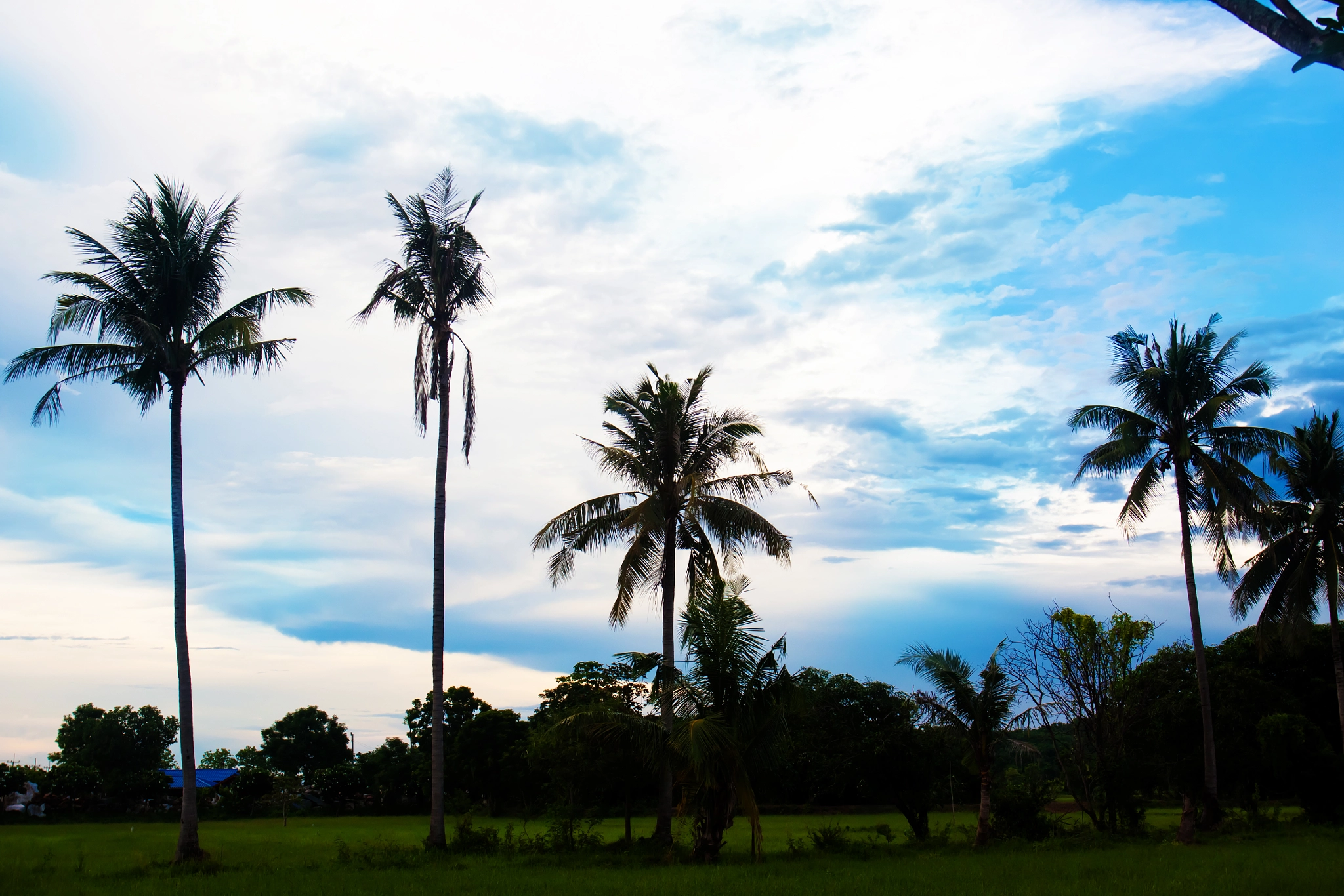 Canon EOS 50D + Canon EF 17-40mm F4L USM sample photo. Nice palm trees in the blue sky. coconut palm trees photography