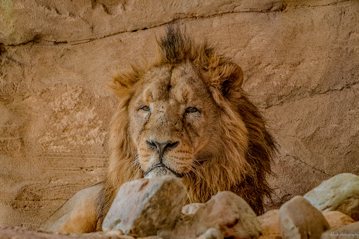 Nikon AF-S Nikkor 70-200mm F4G ED VR sample photo. The king photography