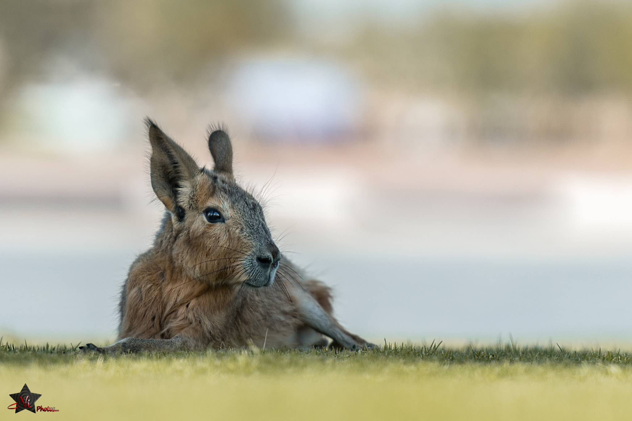 Nikon D5 sample photo. Patagonian mara photography