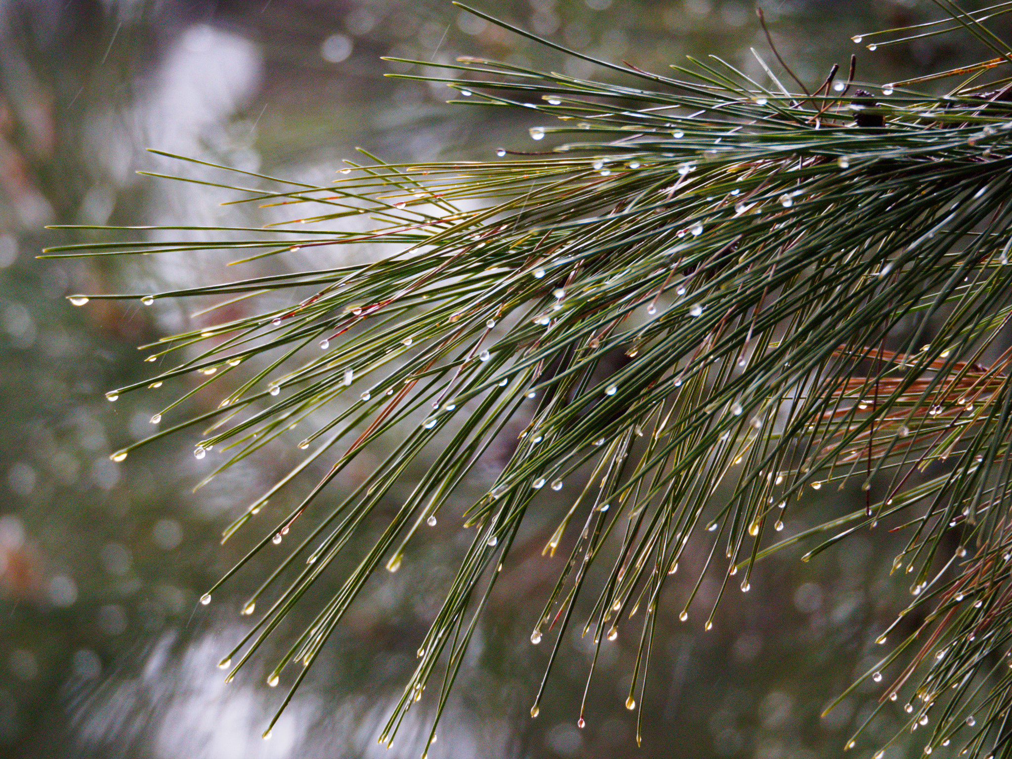 Olympus OM-D E-M10 sample photo. Rainscape photography