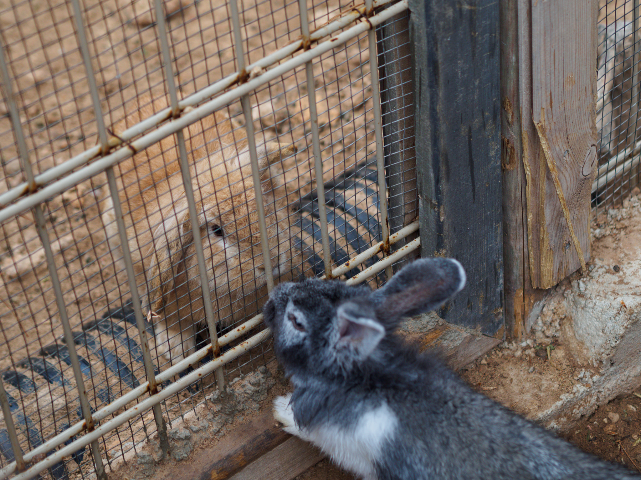 Olympus OM-D E-M10 + Olympus M.Zuiko Digital 45mm F1.8 sample photo. Rabbits divided photography