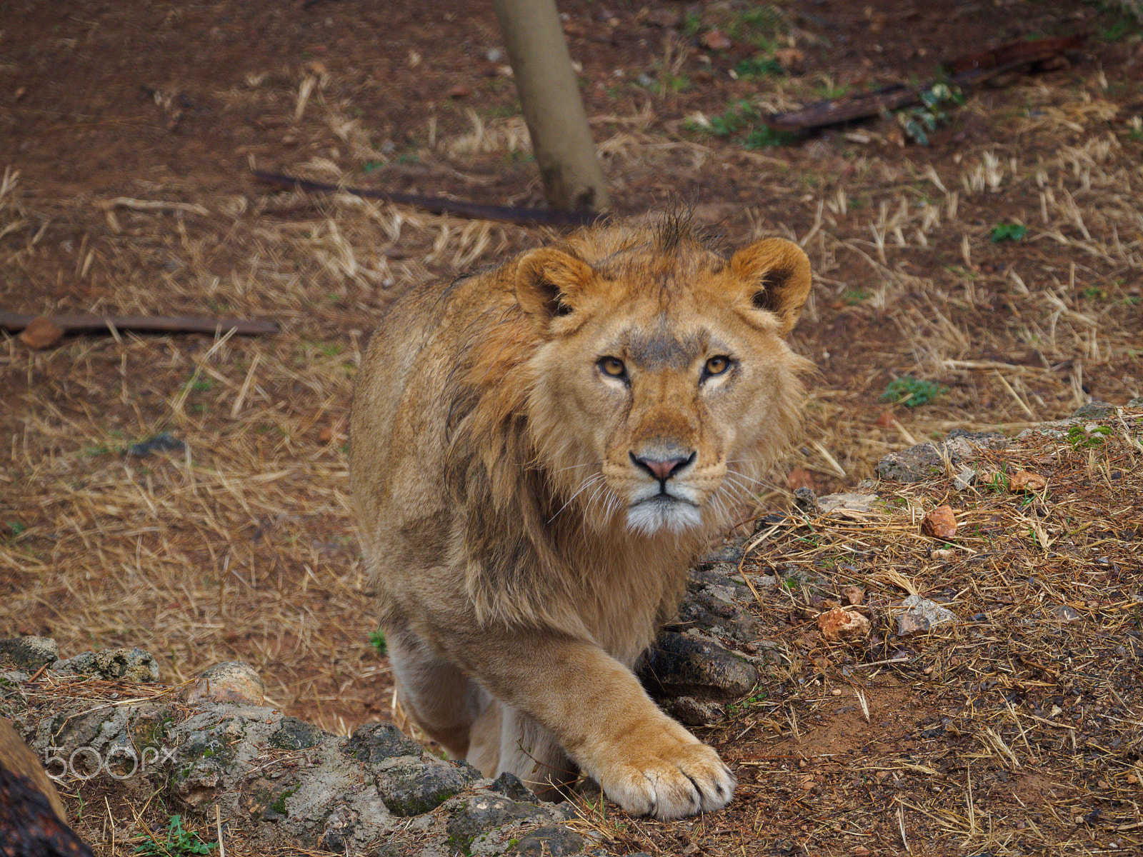 Olympus OM-D E-M10 sample photo. He's coming photography