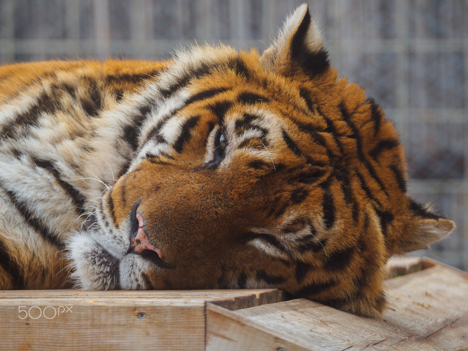 Olympus OM-D E-M10 sample photo. I'm not sleeping! photography