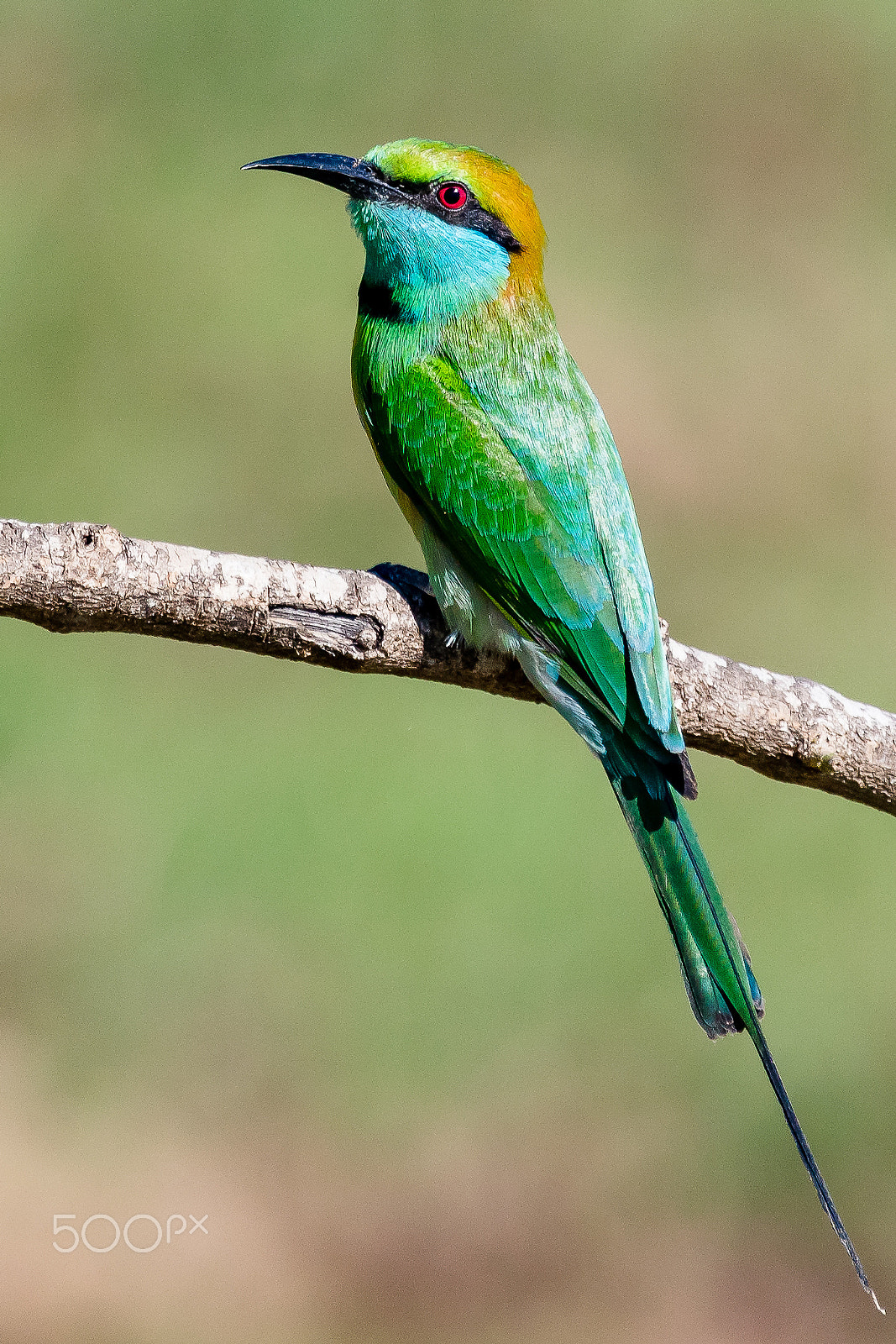 Canon EOS 5DS + Canon EF 100-400mm F4.5-5.6L IS USM sample photo. Bee-eater photography