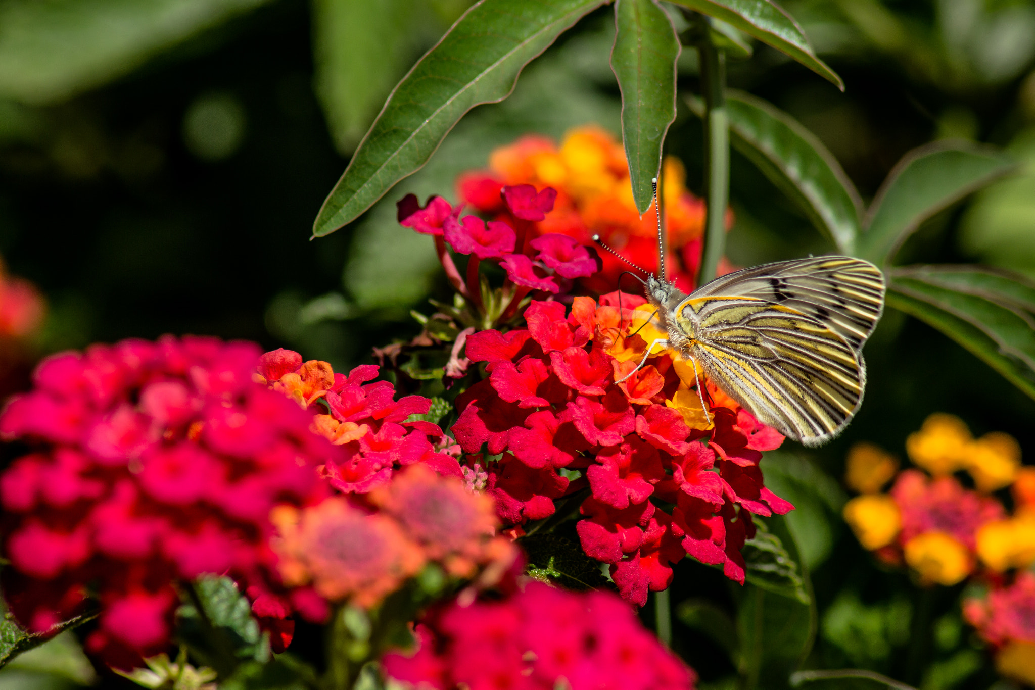 Canon EOS 700D (EOS Rebel T5i / EOS Kiss X7i) sample photo. Mariposa photography