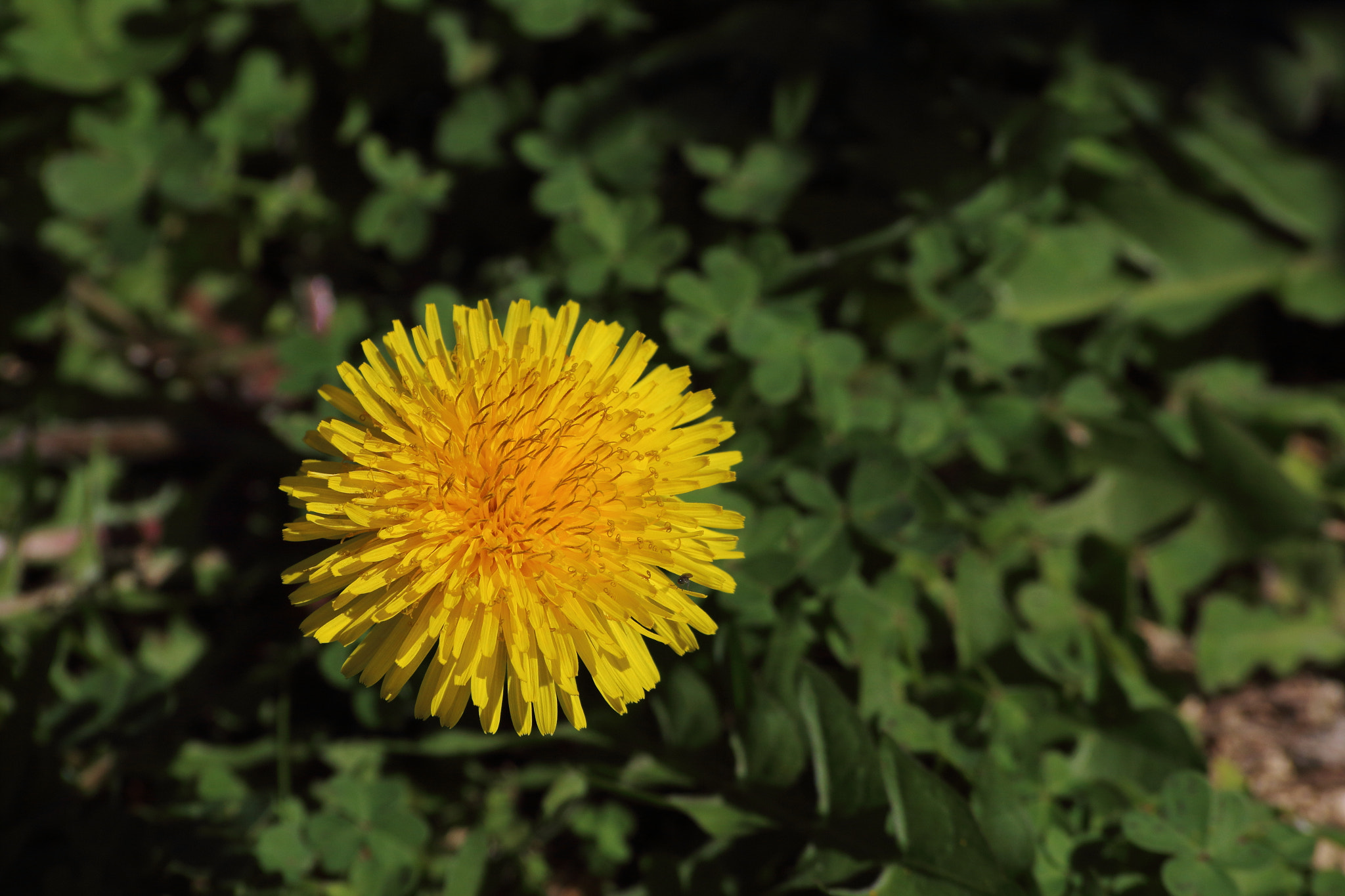 Canon EOS 1300D (EOS Rebel T6 / EOS Kiss X80) sample photo. Big yellow photography