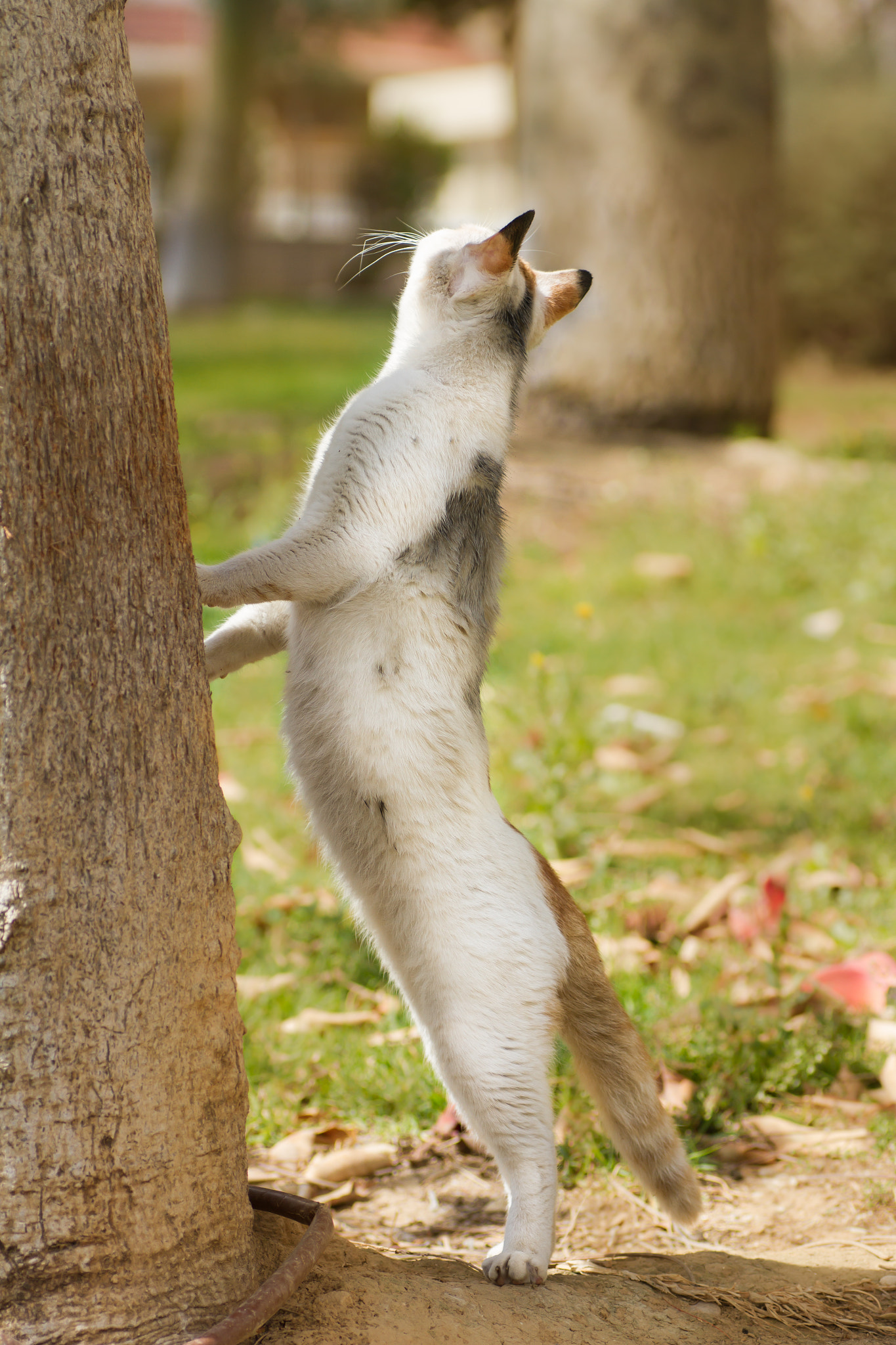 Canon EOS 7D + Tamron SP AF 90mm F2.8 Di Macro sample photo. Cat no.28 photography