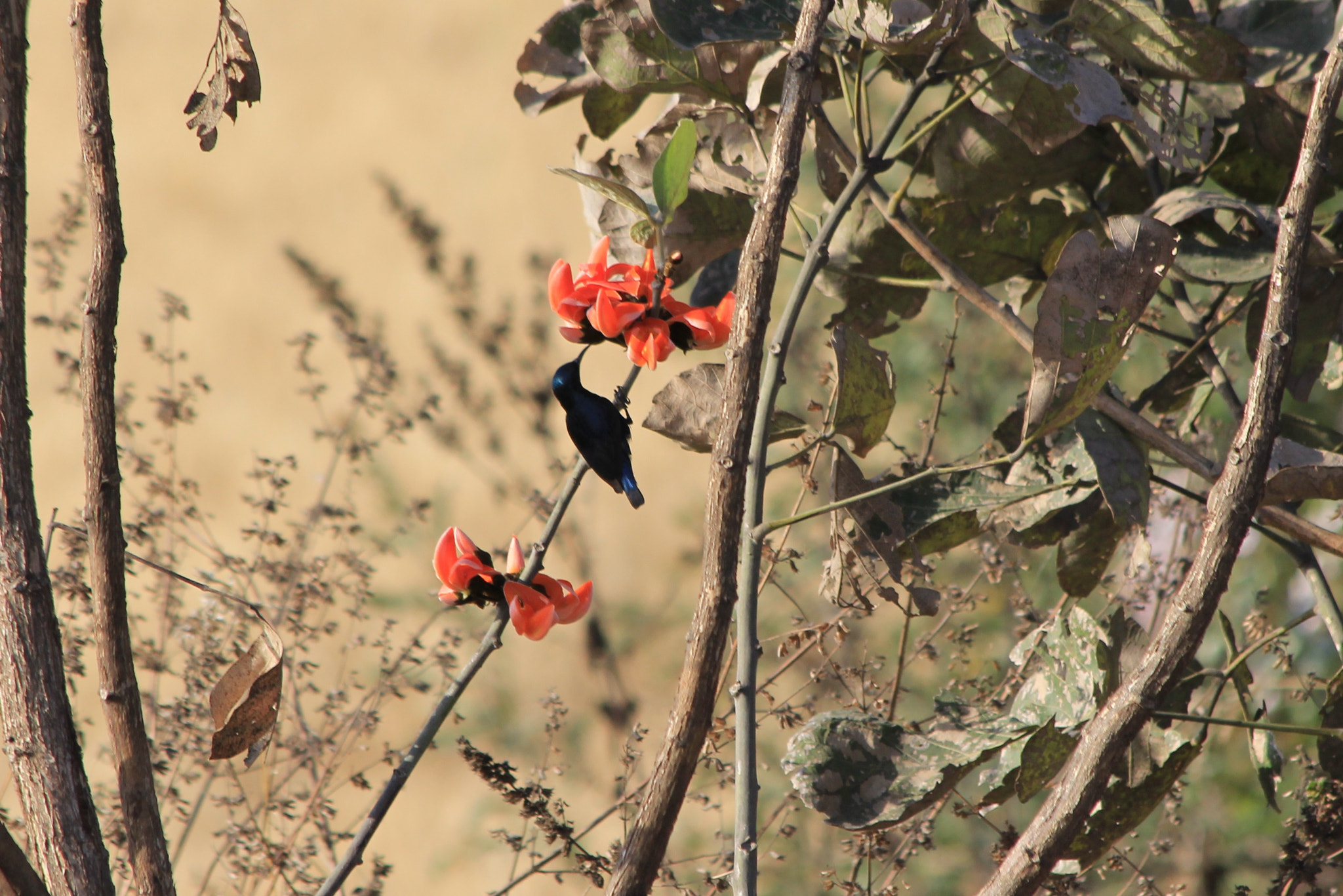 Canon EF 70-300mm F4-5.6 IS USM sample photo