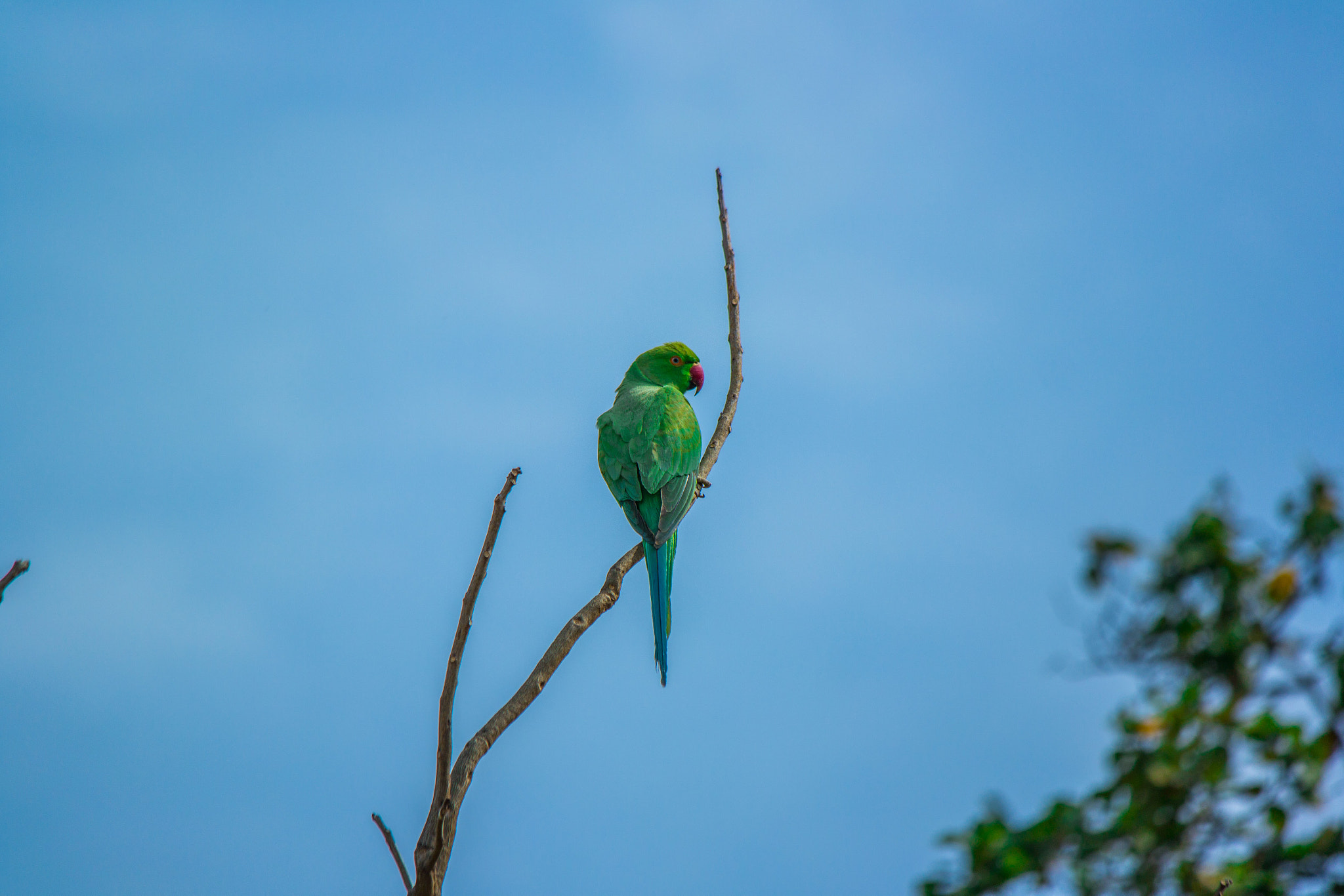 Samsung NX 50-200mm F4-5.6 ED OIS sample photo. Parakeet in bharatpur bird sanctuary photography