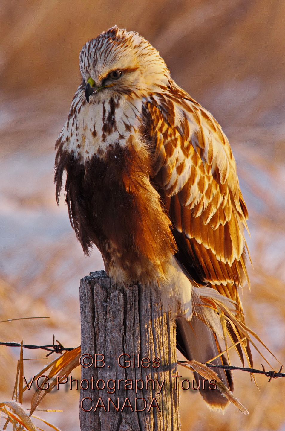 Pentax K-5 IIs + Sigma 150-500mm F5-6.3 DG OS HSM sample photo. Last of the cold?? photography