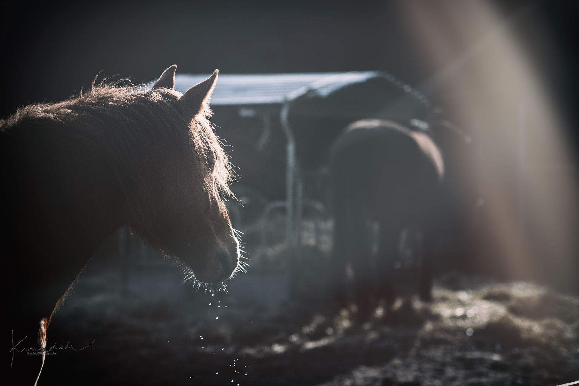 Nikon D4S sample photo. Equine life photography