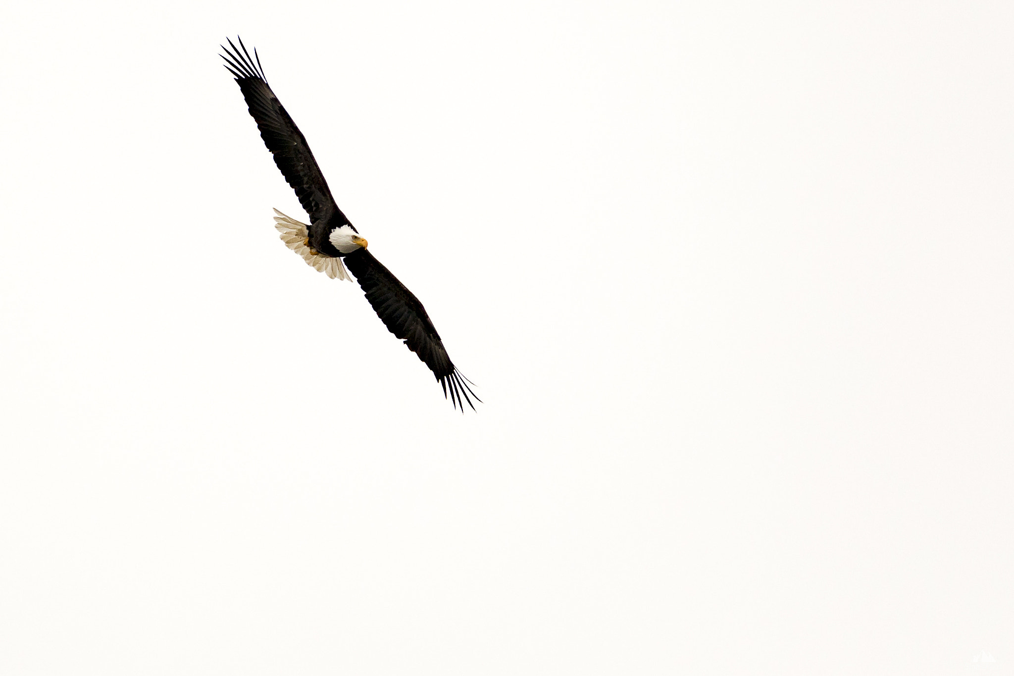 150-600mm F5-6.3 DG OS HSM | Contemporary 015 sample photo. Soar photography