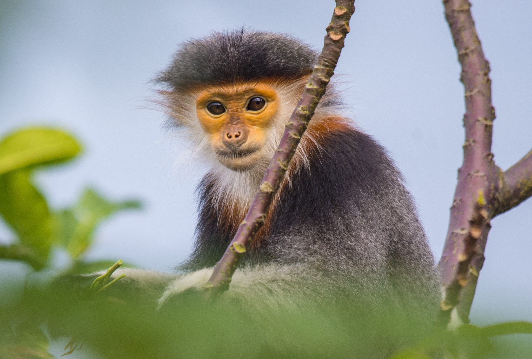 Sigma 150-500mm F5-6.3 DG OS HSM sample photo. Pygathrix nemaeus photography