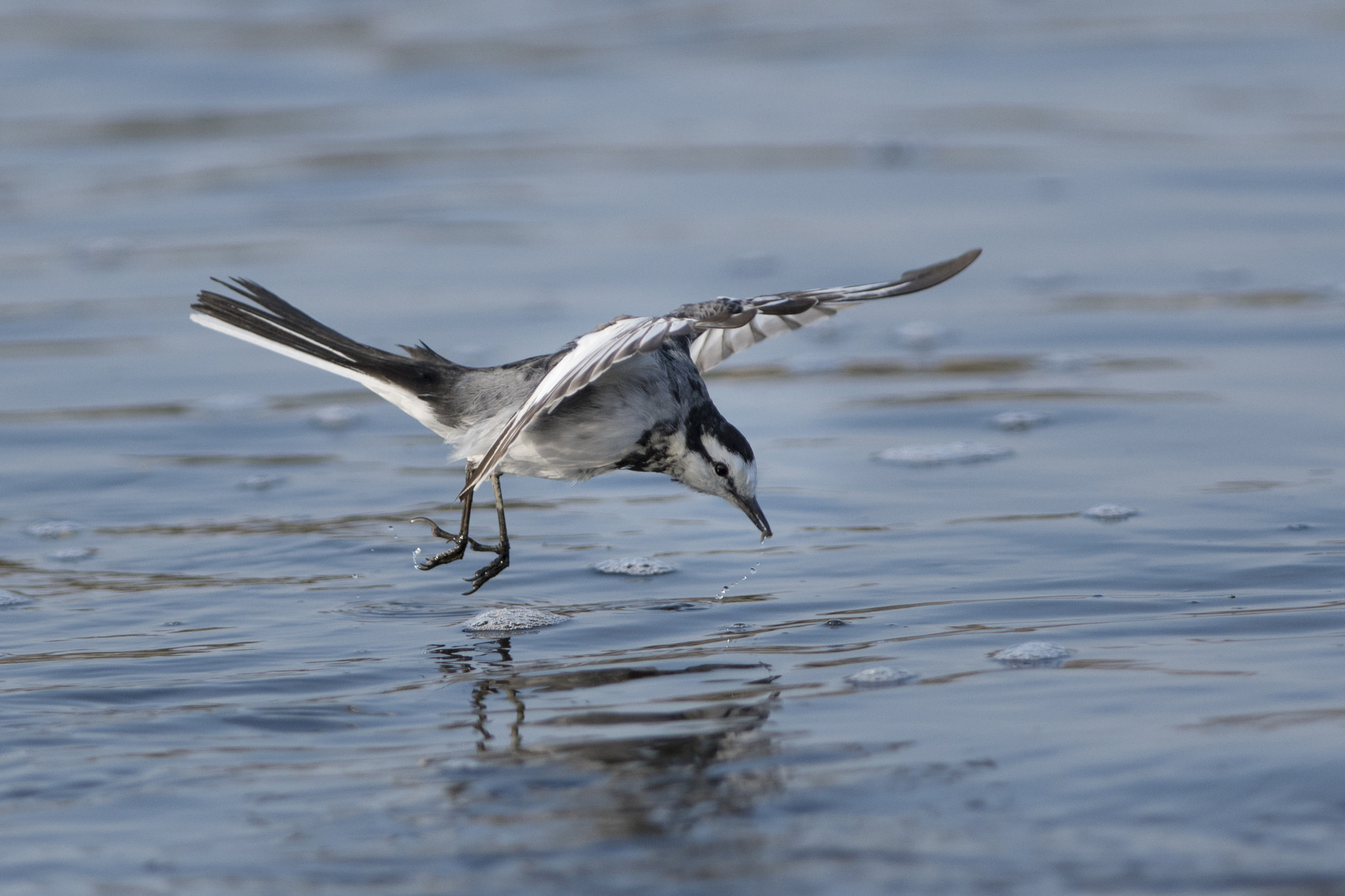 Nikon D500 + Nikon AF-S Nikkor 300mm F2.8G ED-IF VR sample photo. Wagtail photography