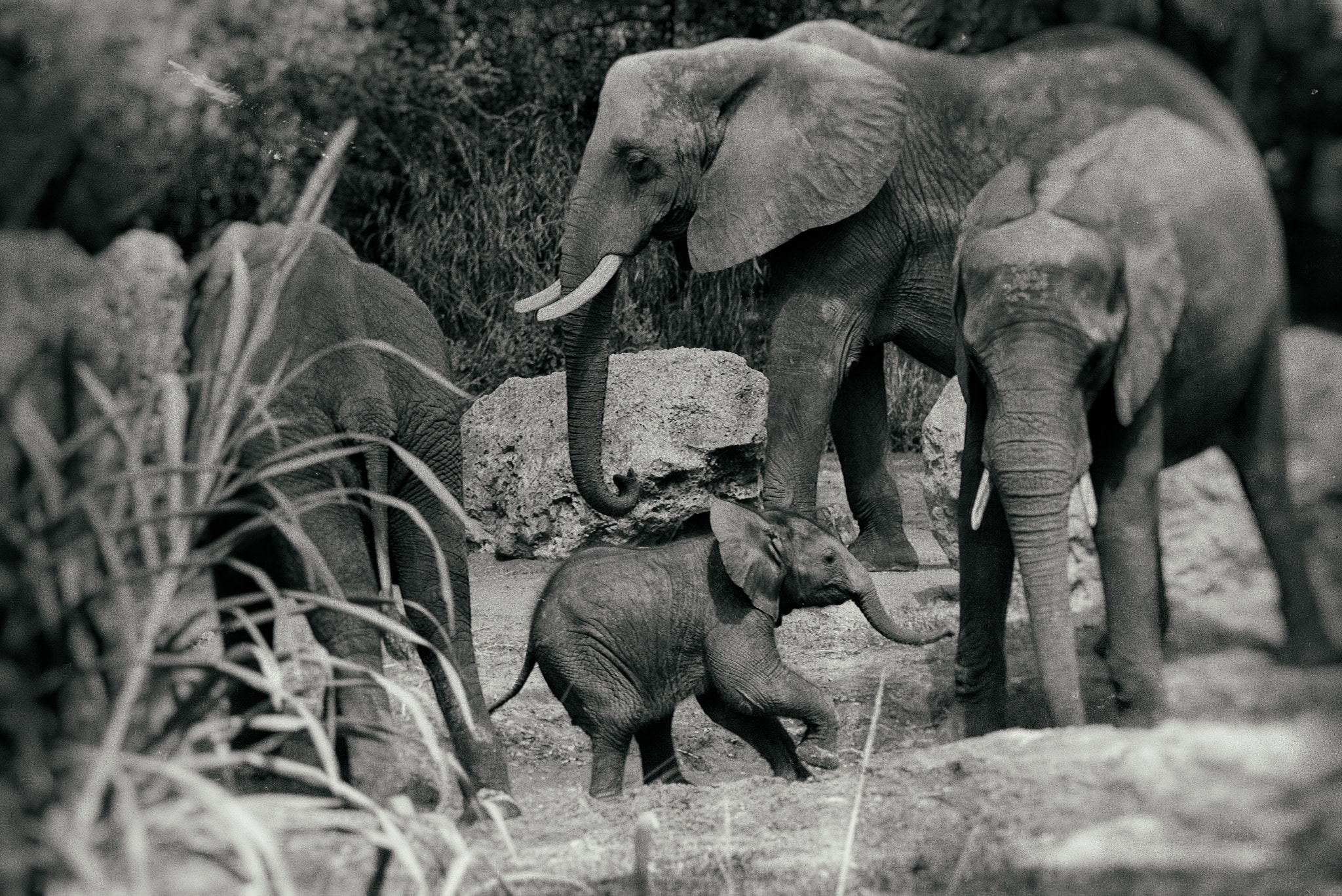 Nikon D750 + Tamron SP 70-300mm F4-5.6 Di VC USD sample photo. An elephant family portrait photography