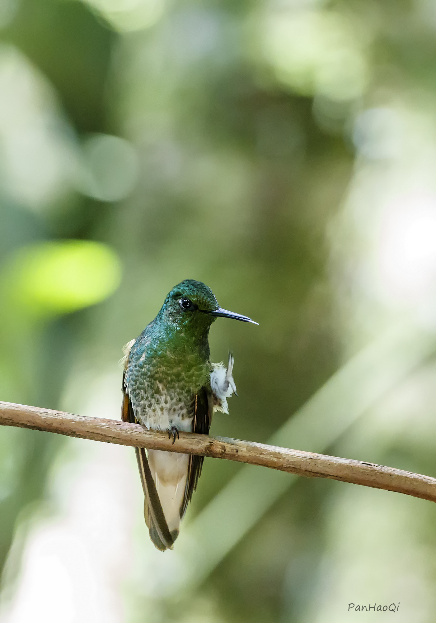 Canon EOS-1D X Mark II + Canon EF 200-400mm F4L IS USM Extender 1.4x sample photo. Hummingbird photography